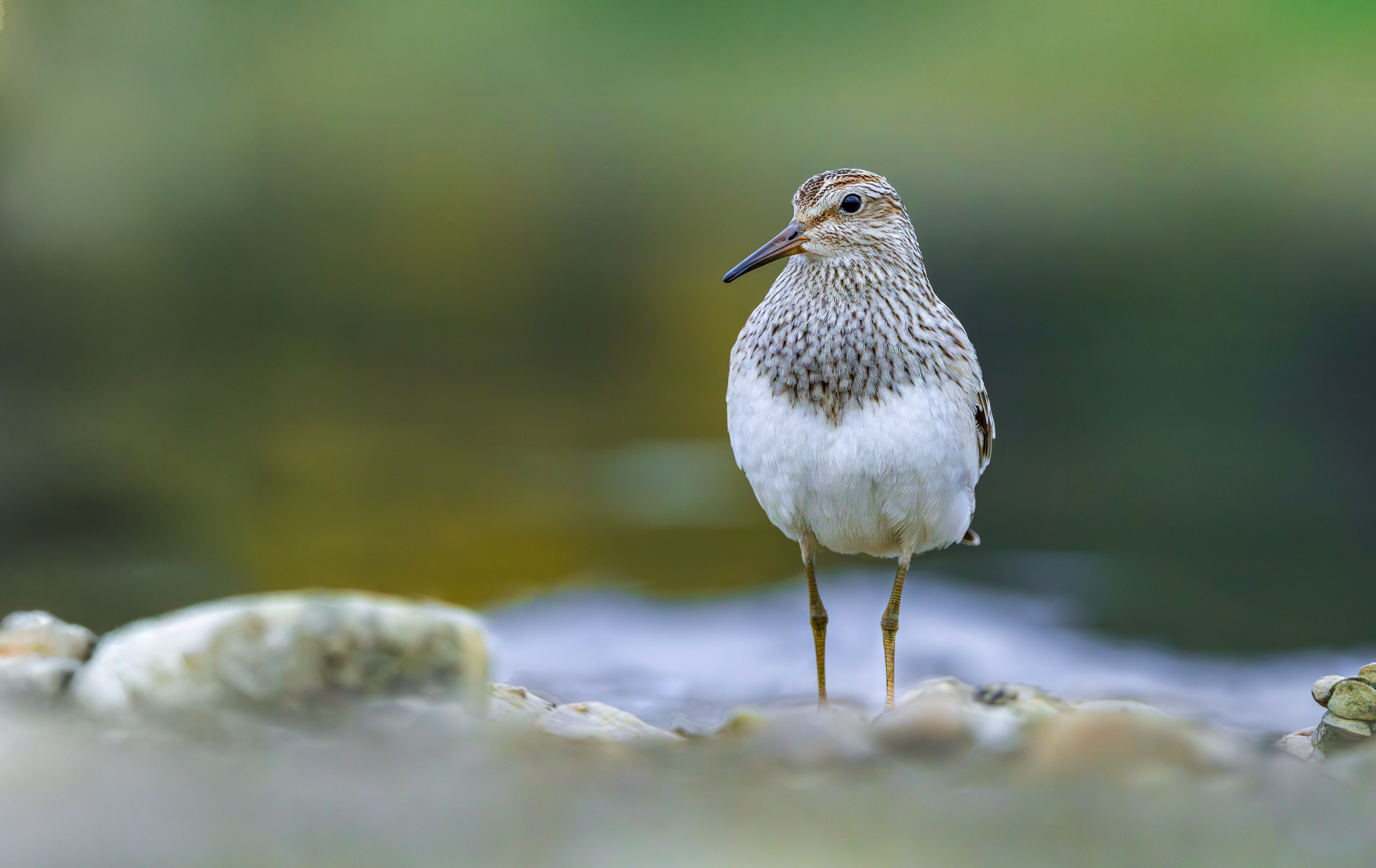 Pectoral Sandpiper, Hollowell Reservoir, Northamptonshire