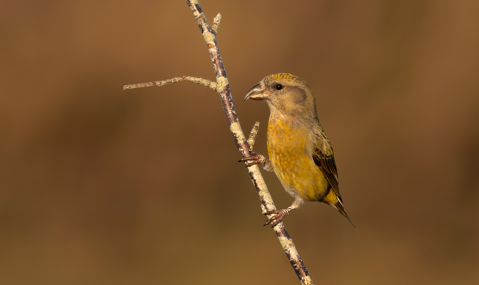 Common Crossbill, Nottinghamshire