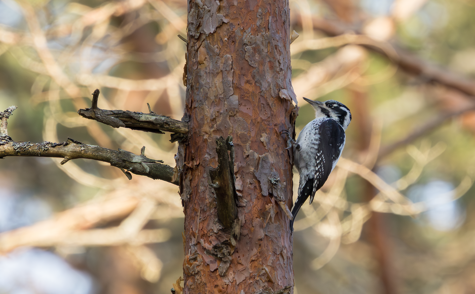 Eurasian Three-toed Woodpecker
