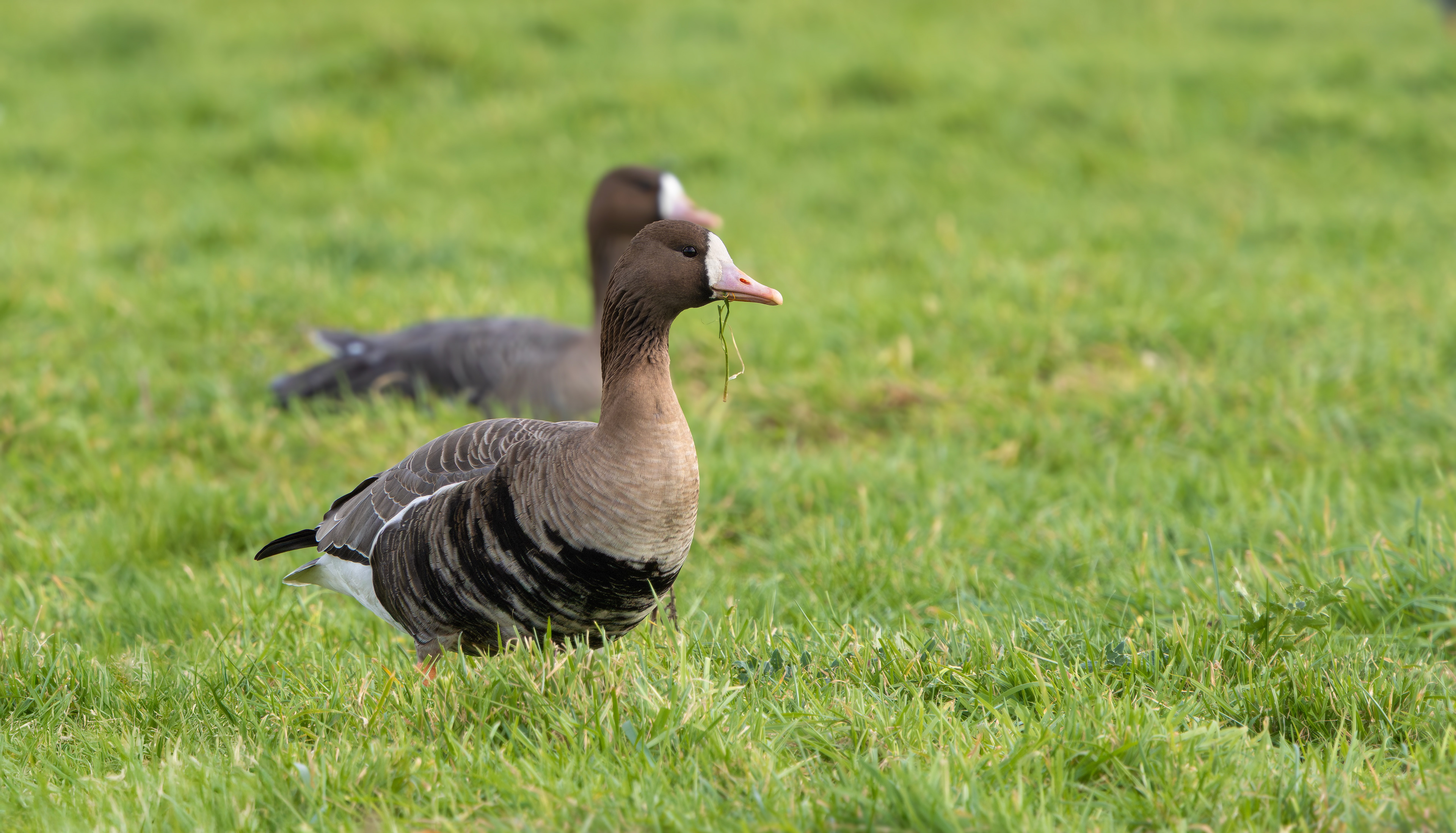 Russian White-fronted Geese, Girton Pits, Nottinghamshire