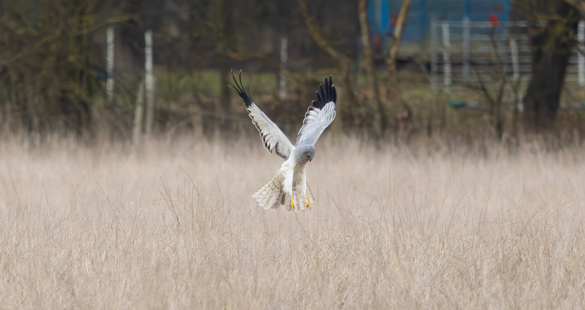 Hen Harrier, Lincolnshire