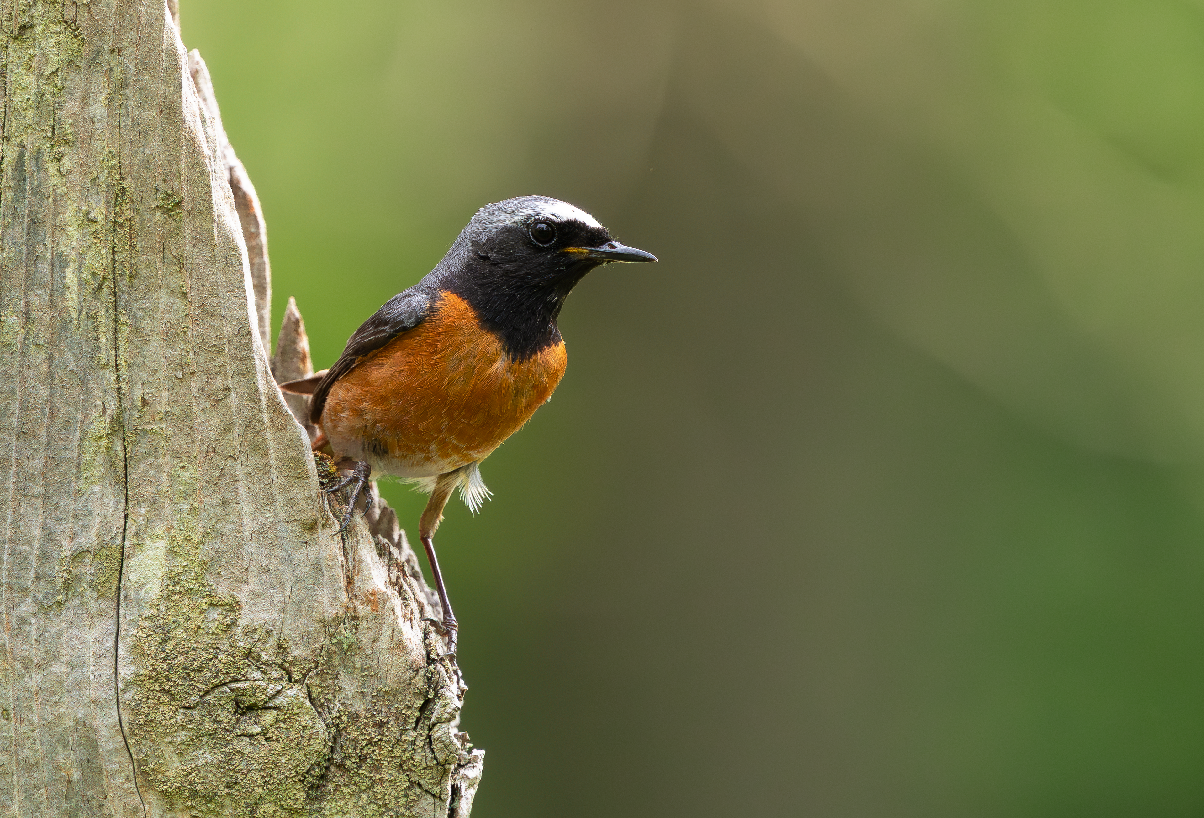 Common Redstart, Wyre Forest, Worcestershire
