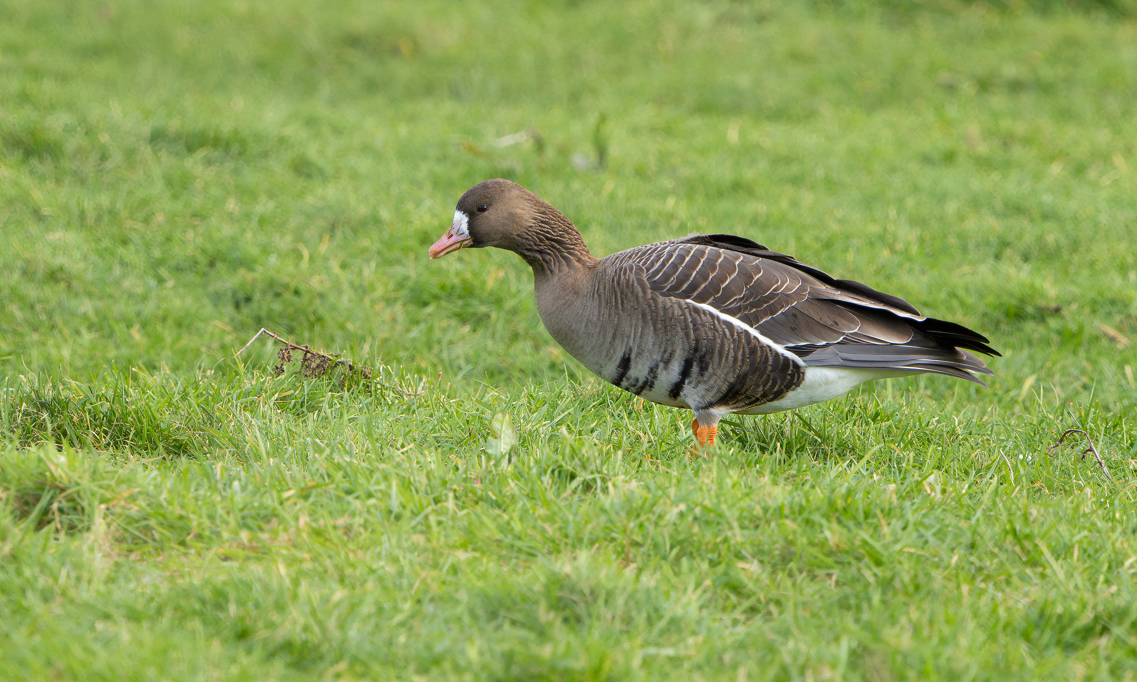 Russian White-fronted Goose, Girton Pits, Nottinghamshire