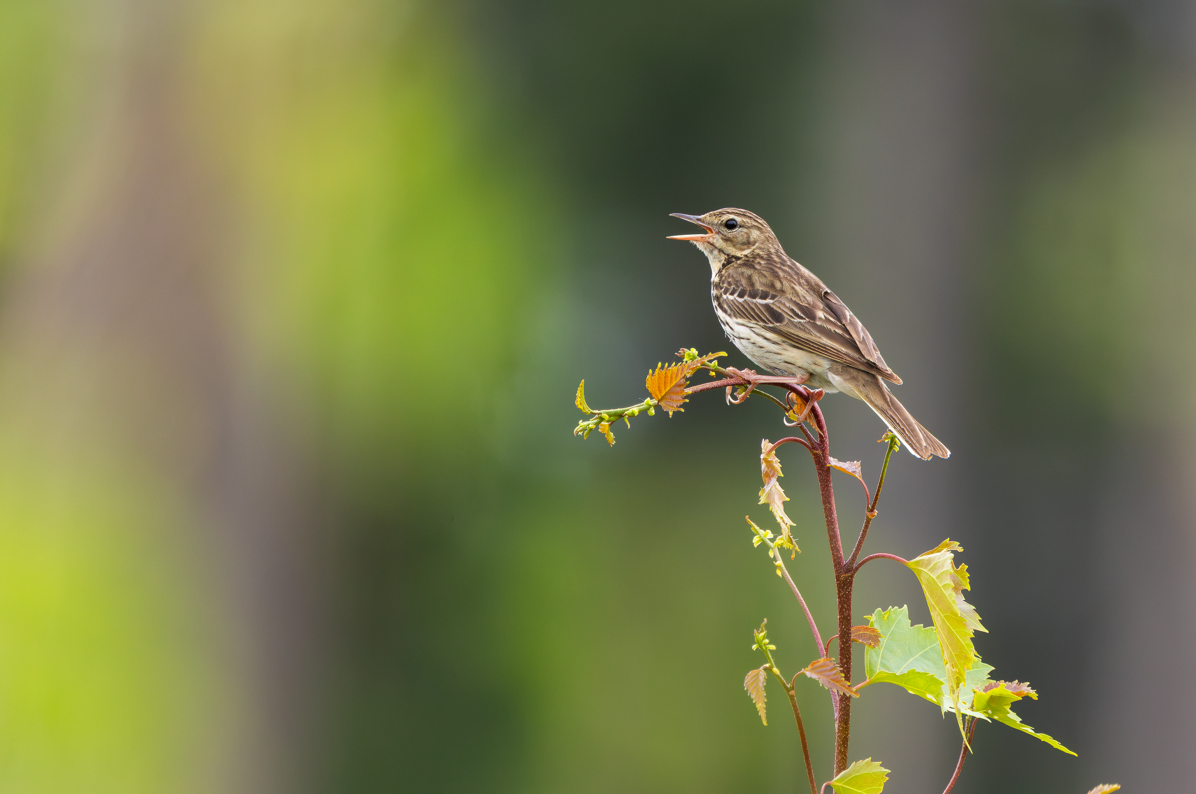 Tree Pipit, Nottinghamshire
