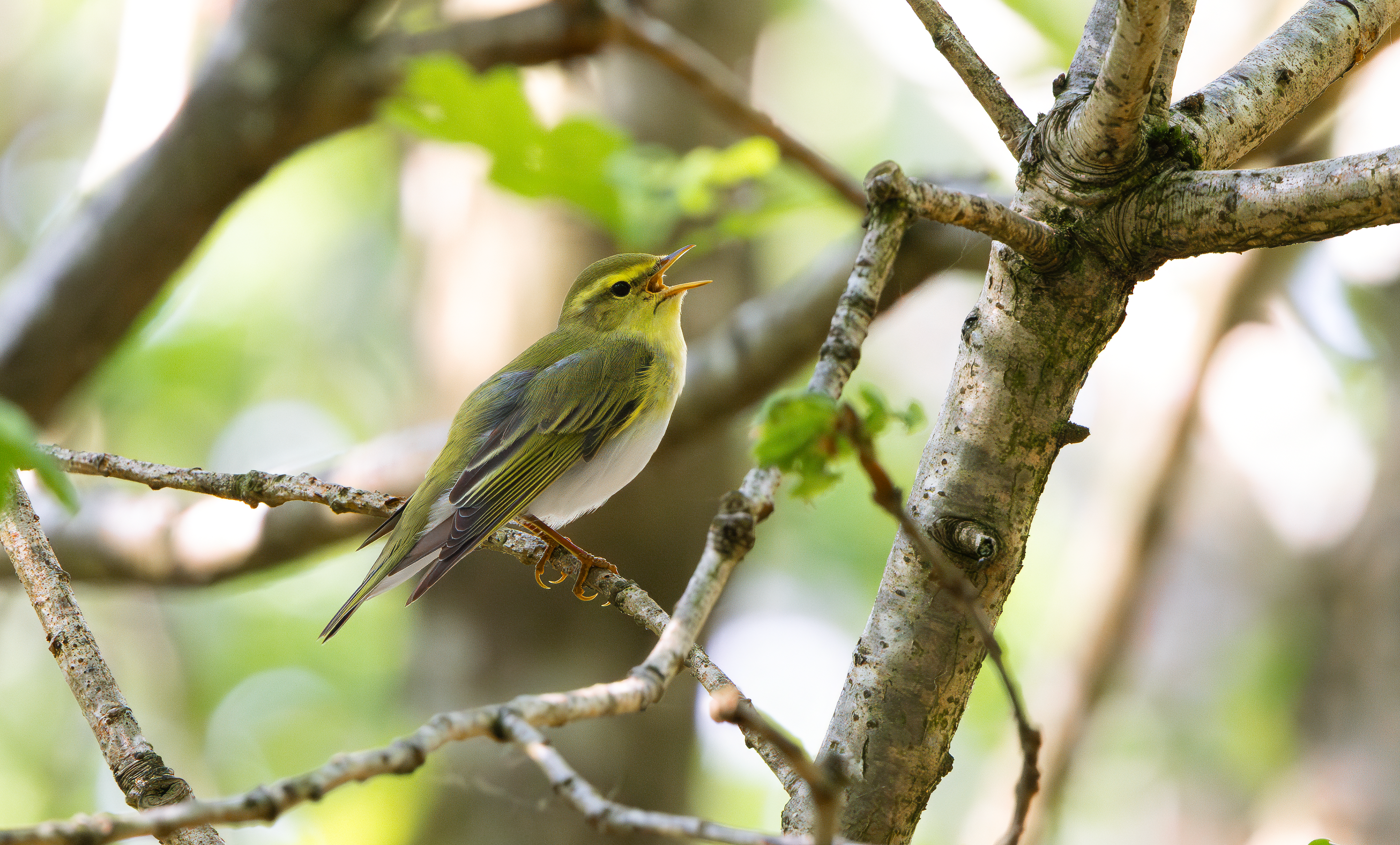 Wood Warbler, The Wreckin, Shropshire