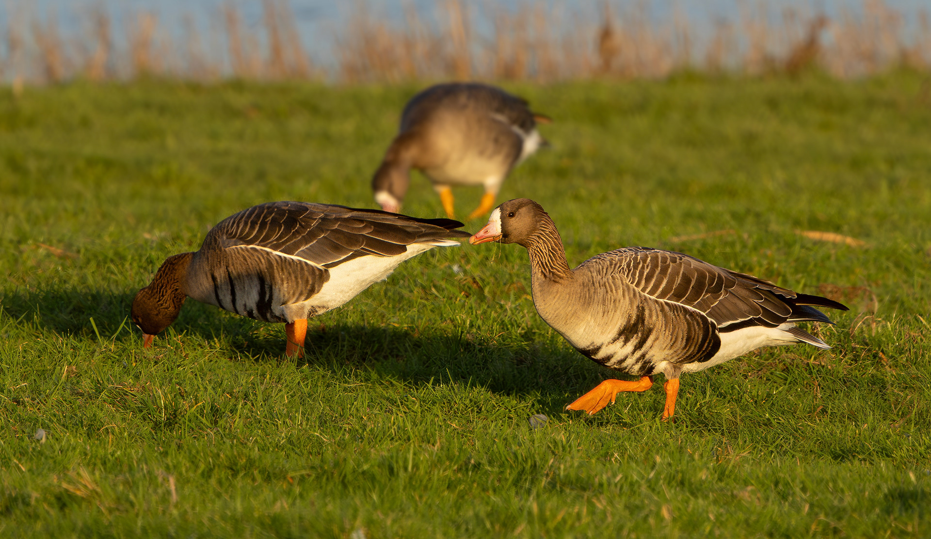 Russian White-fronted Geese, Girton Pits, Nottinghamshire