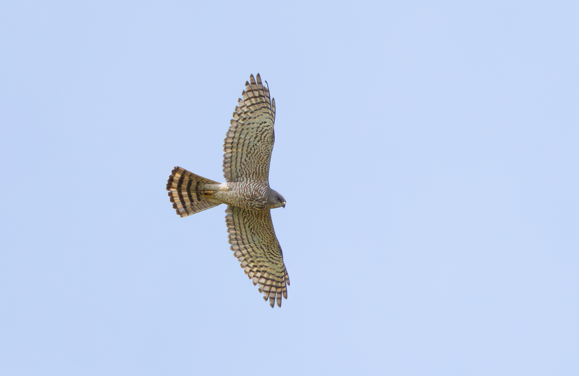 Levant Sparrowhawk