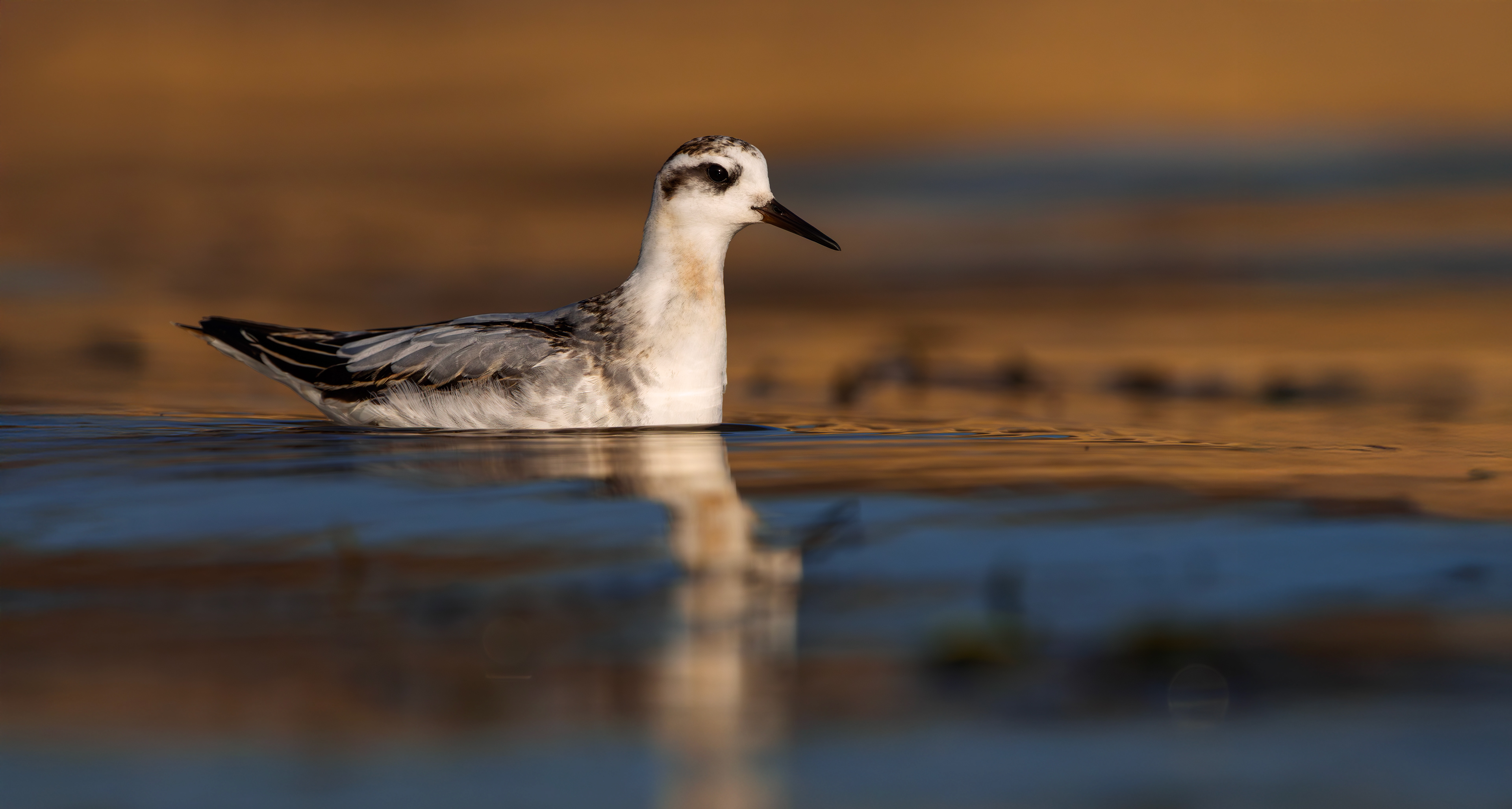 Grey Phalarope, Rutland Water, Leicestershire & Rutland
