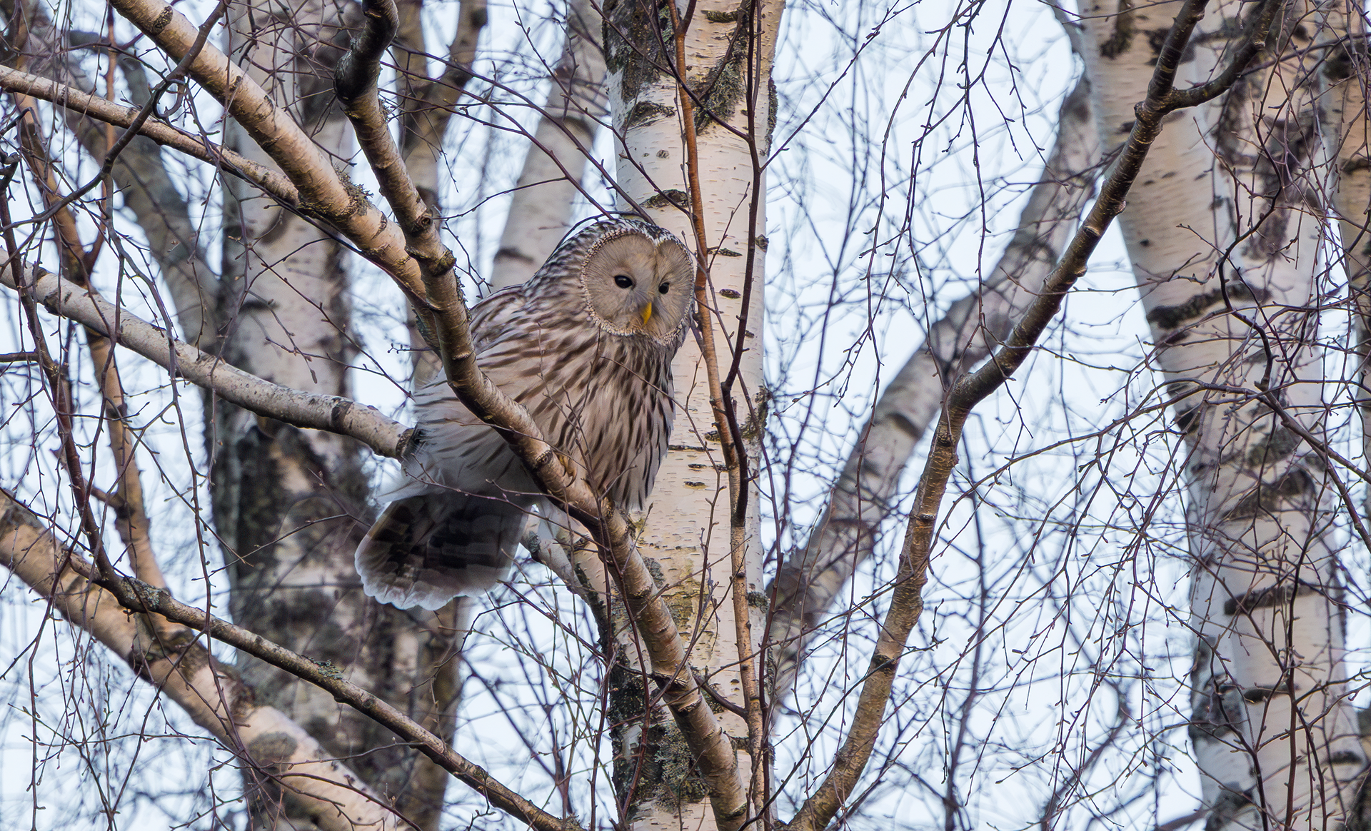 Ural Owl