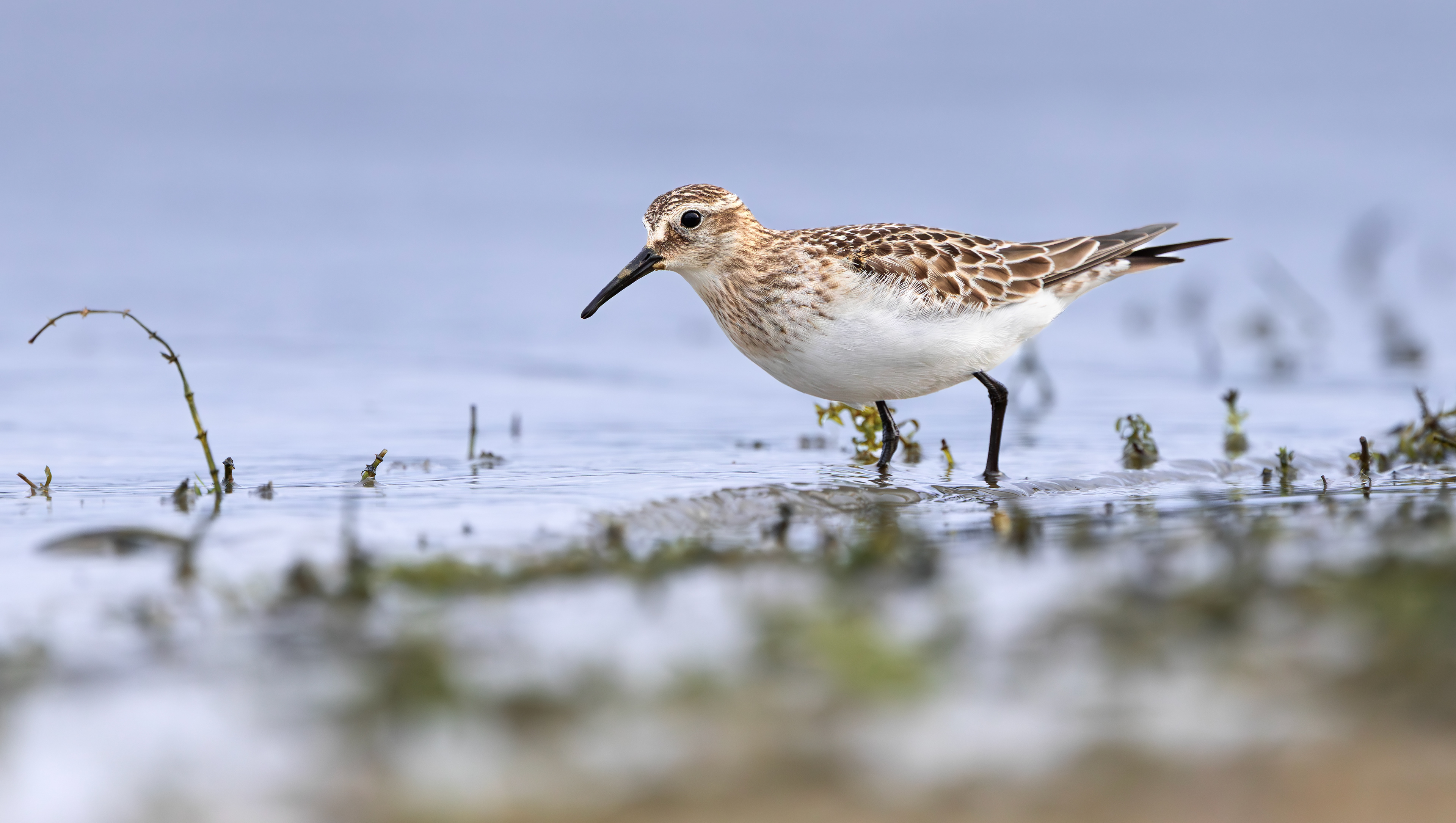 Baird's Sandpiper, Rutland Water, Leicestershire & Rutland