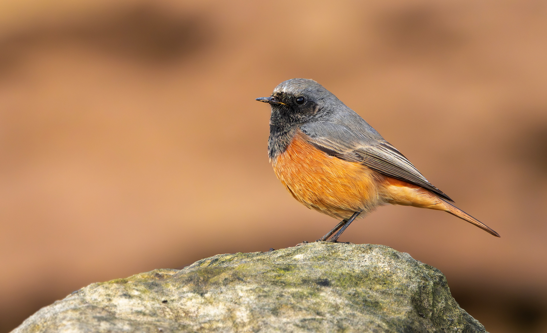 Eastern Black Redstart, Filey Brigg, North Yorkshire