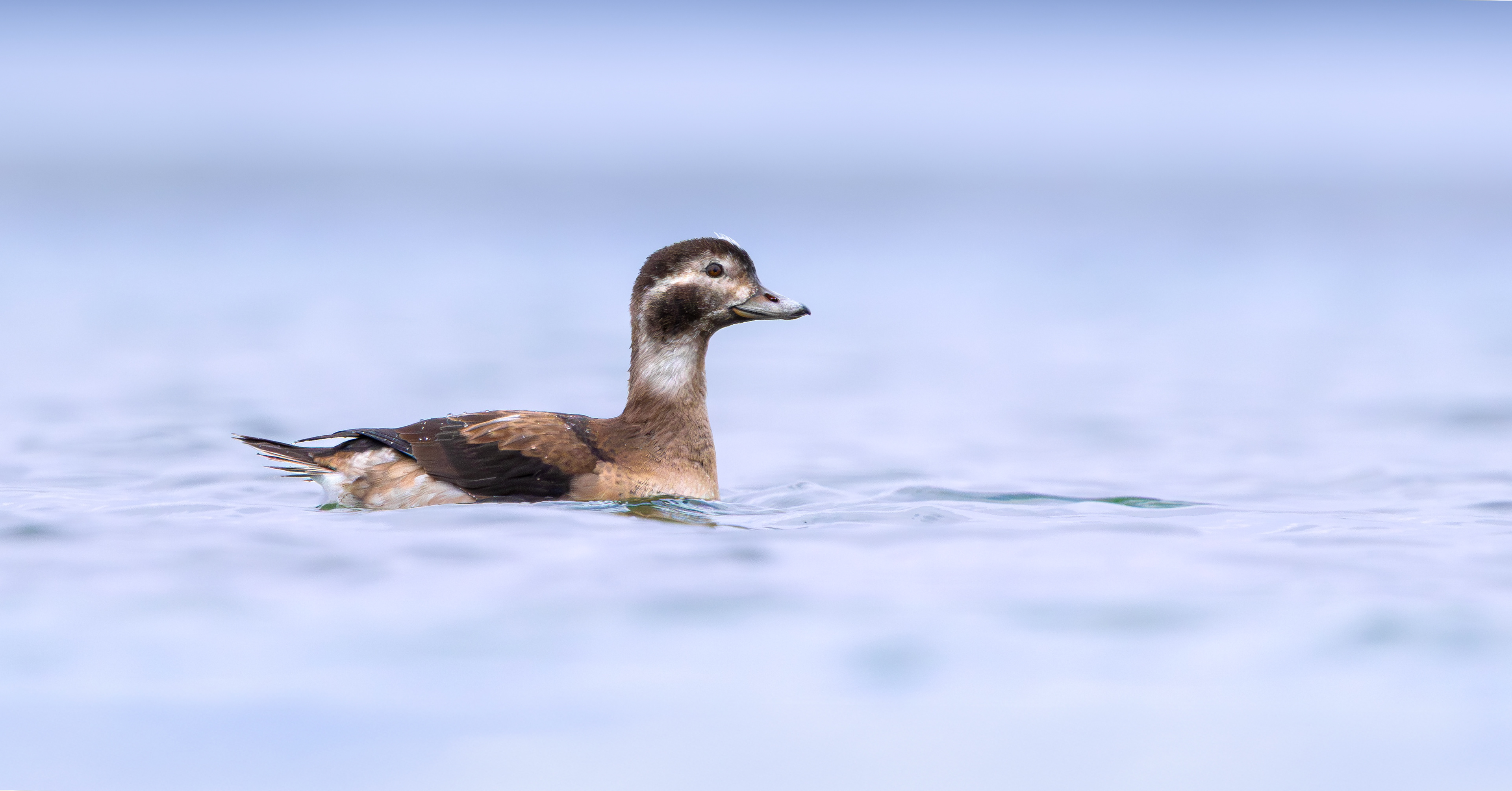 Long-tailed Duck, Kilvington Lakes, Nottinghamshire