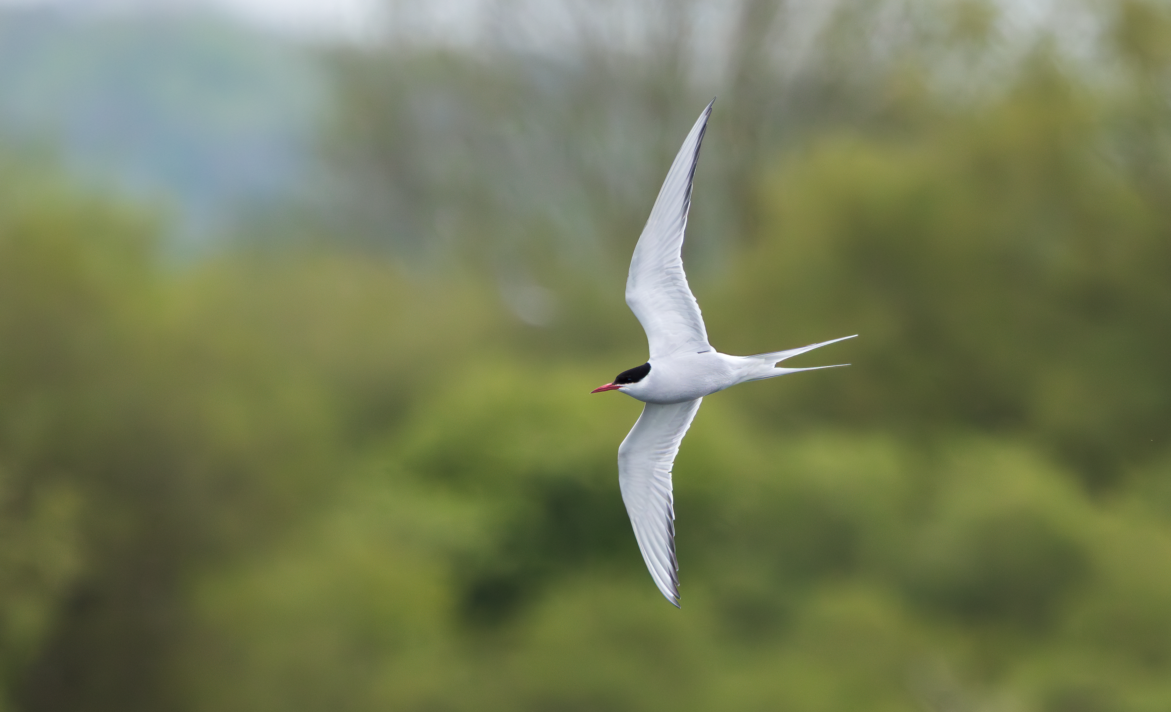 Arctic Tern, Attenborough NR, Nottinghamshire