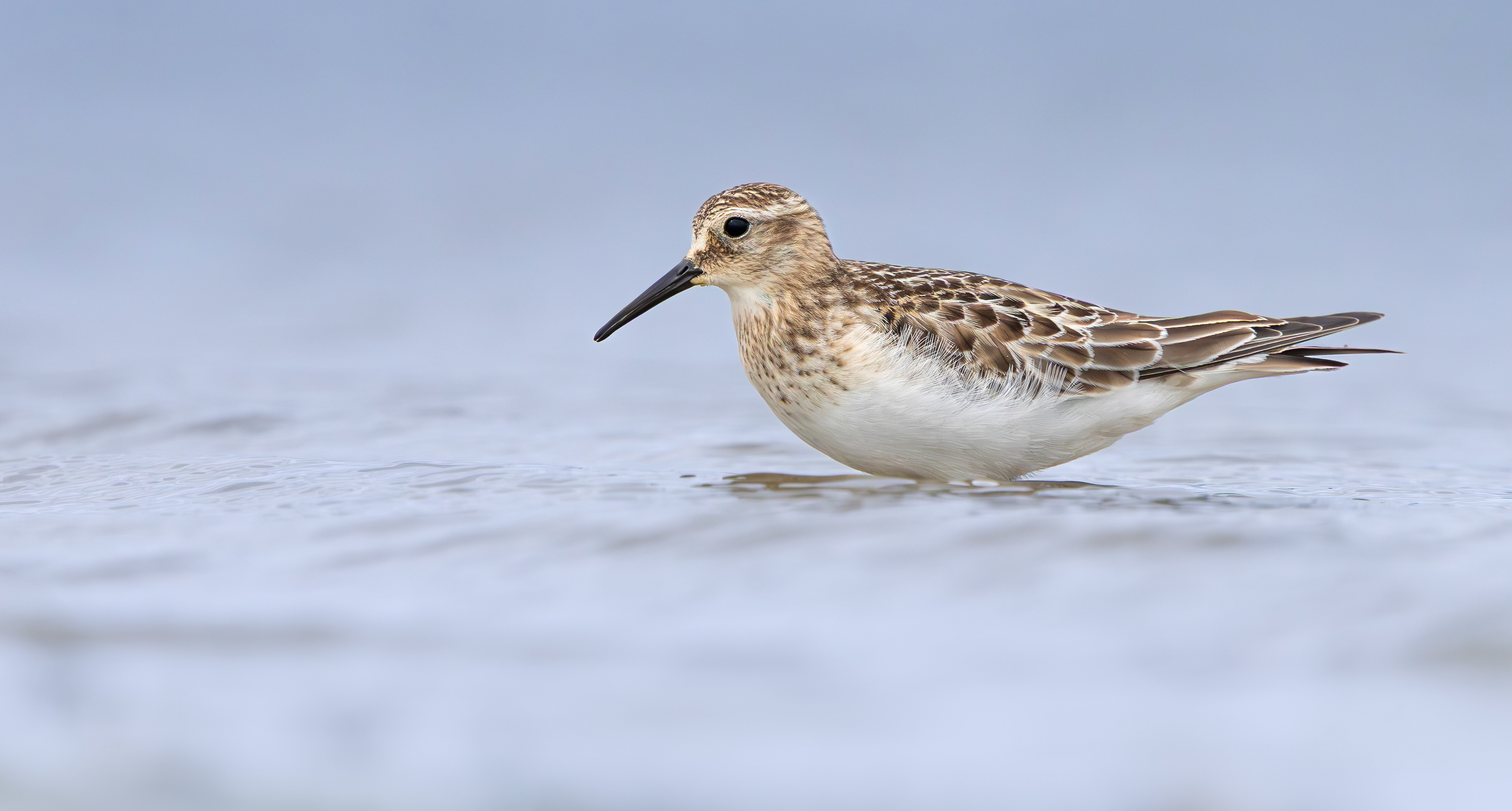 Baird's Sandpiper, Rutland Water, Leicestershire & Rutland