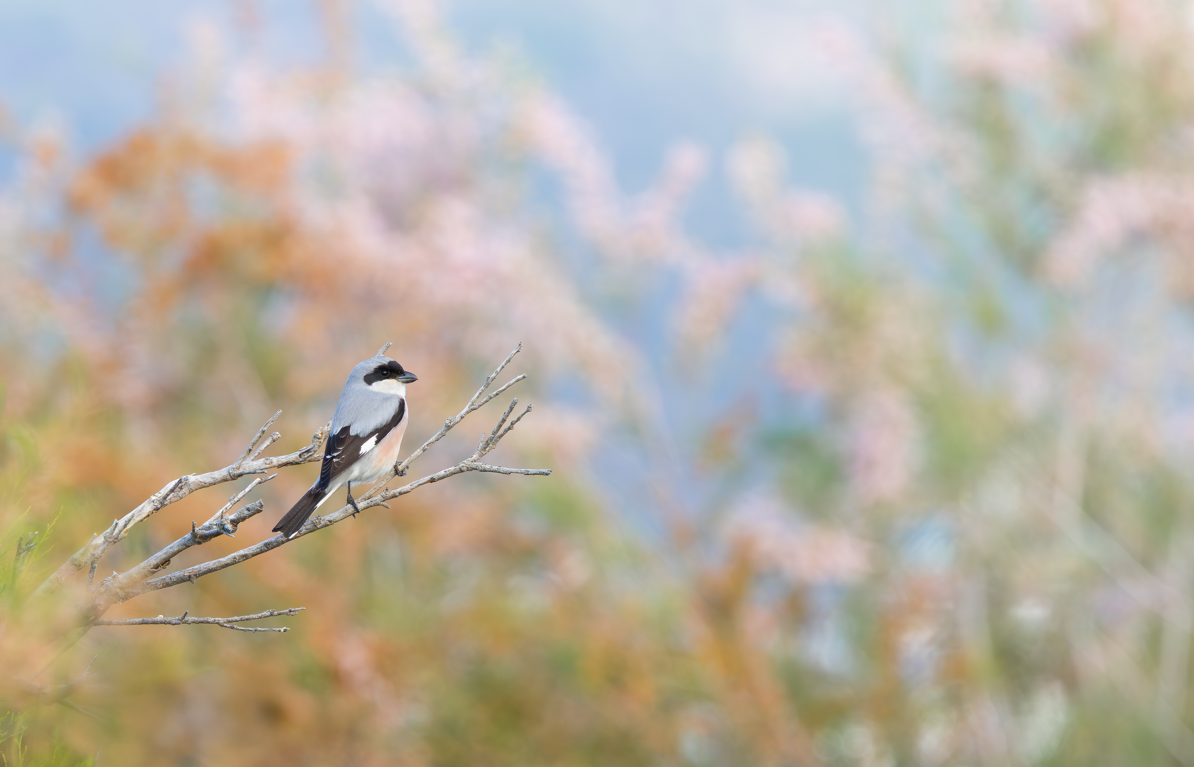 Lesser Grey Shrike, Lesvos