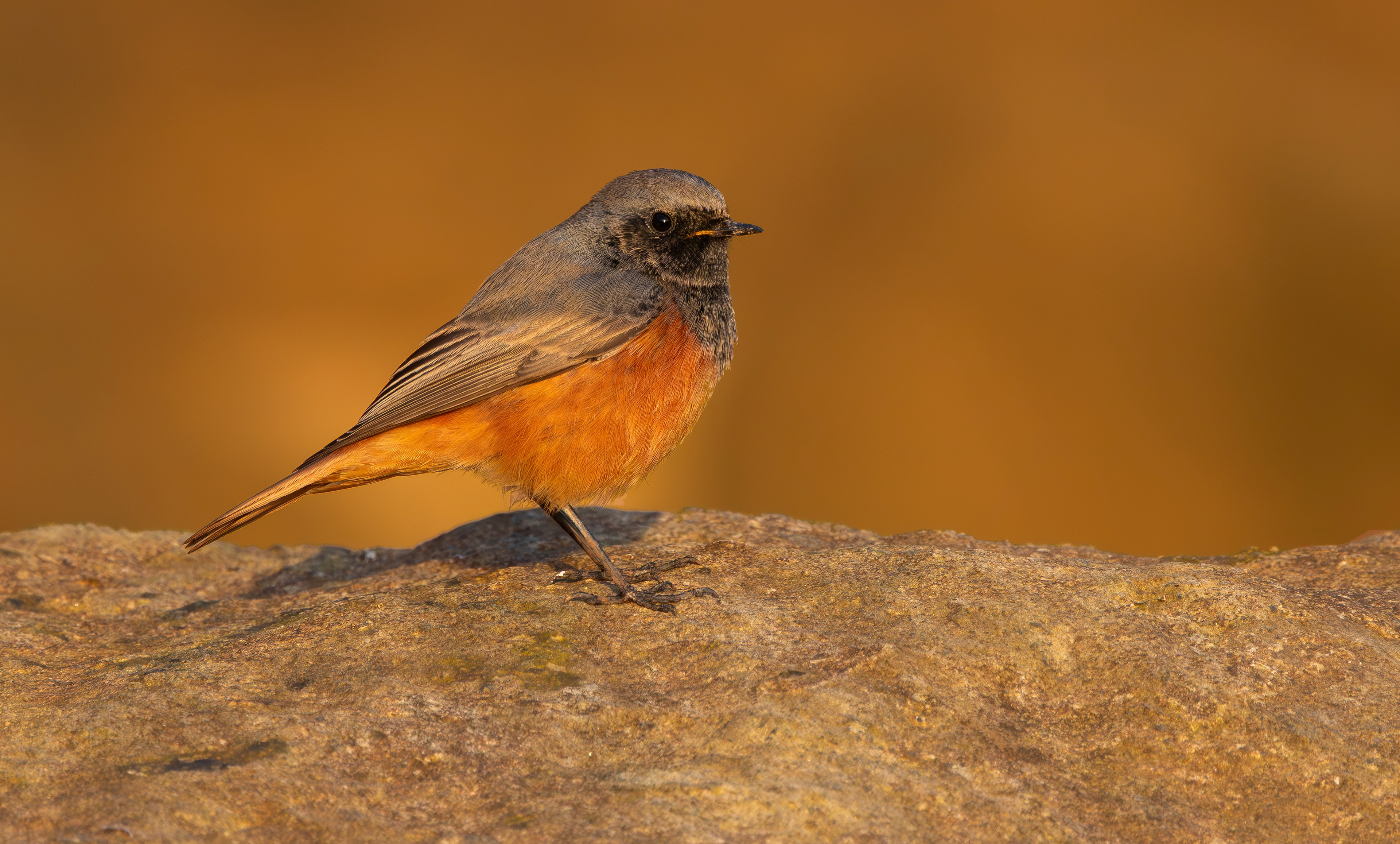 Eastern Black Redstart, Filey Brigg, North Yorkshire