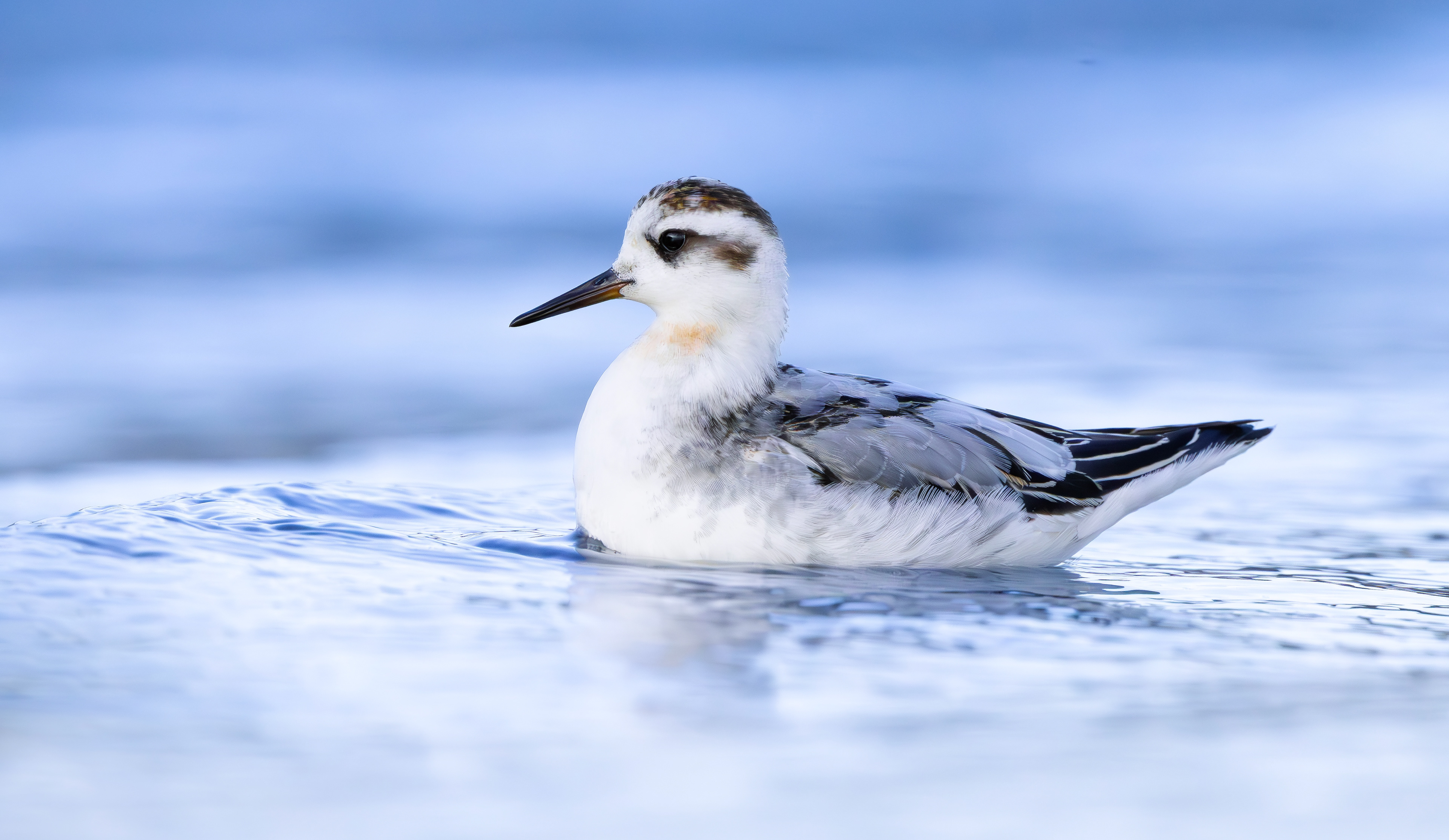 Grey Phalarope, Rutland Water, Leicestershire & Rutland