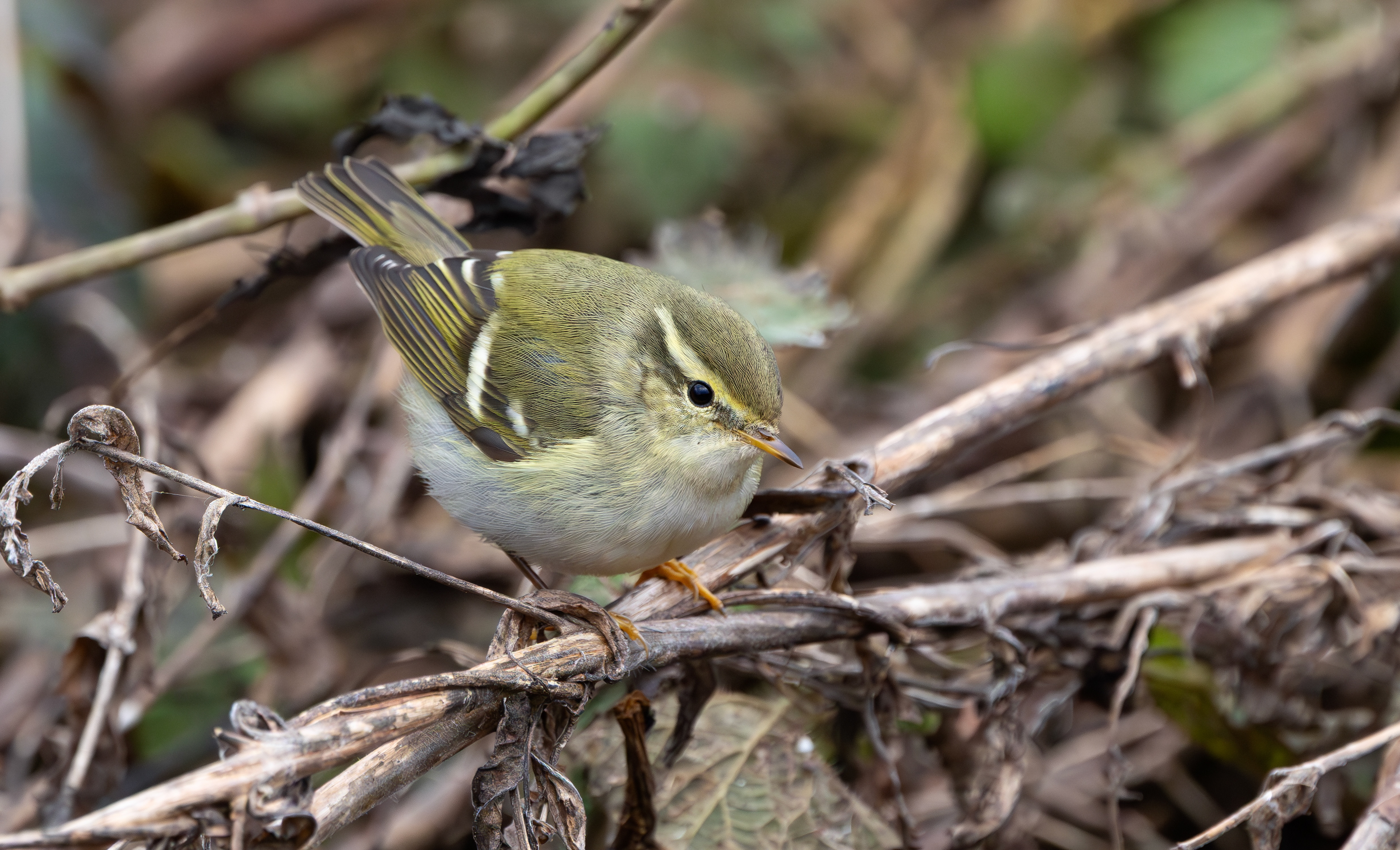 Yellow-browed Warbler, Hurley, Warwickshire