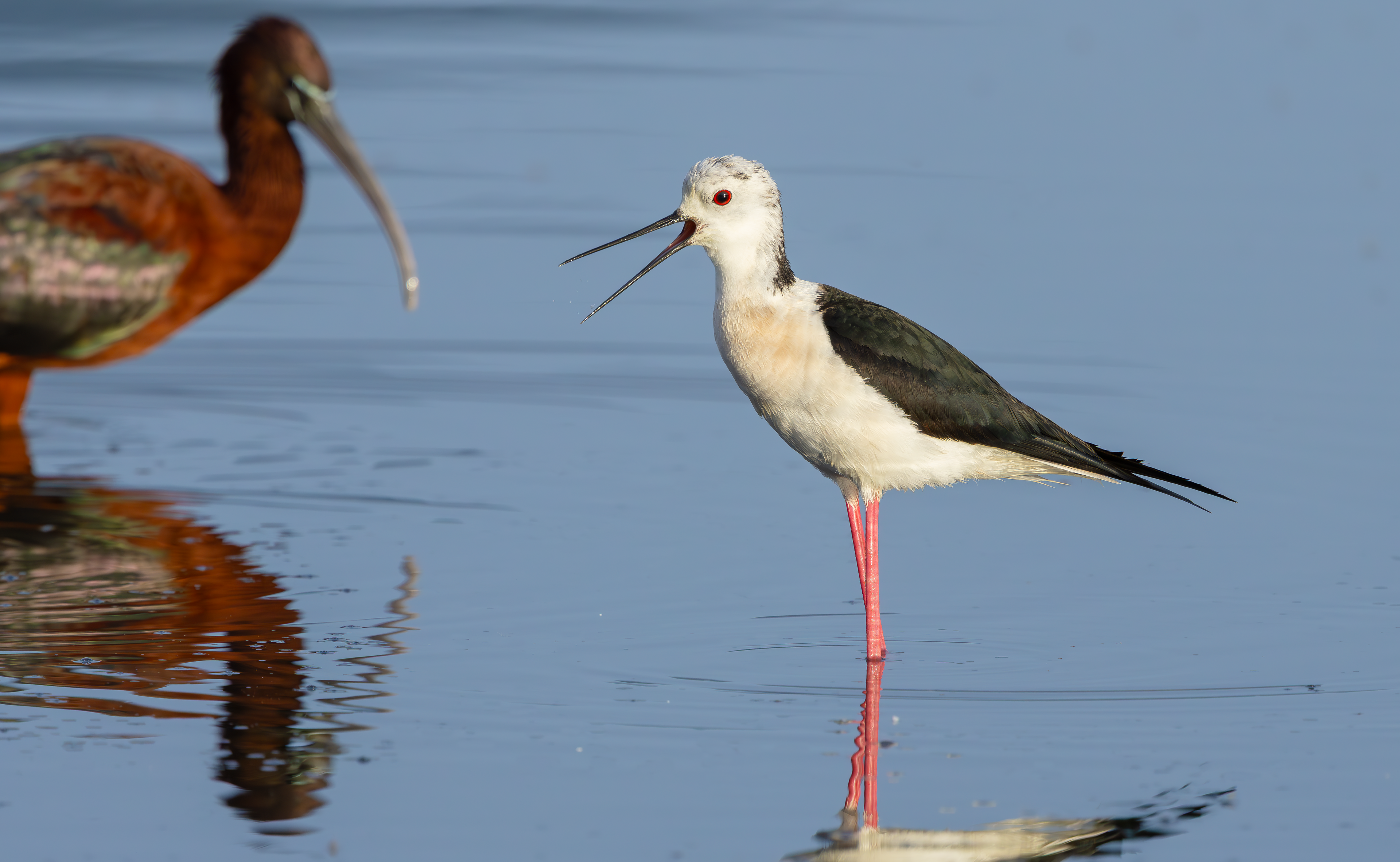 Black-winged Stilt and Glossy Ibis