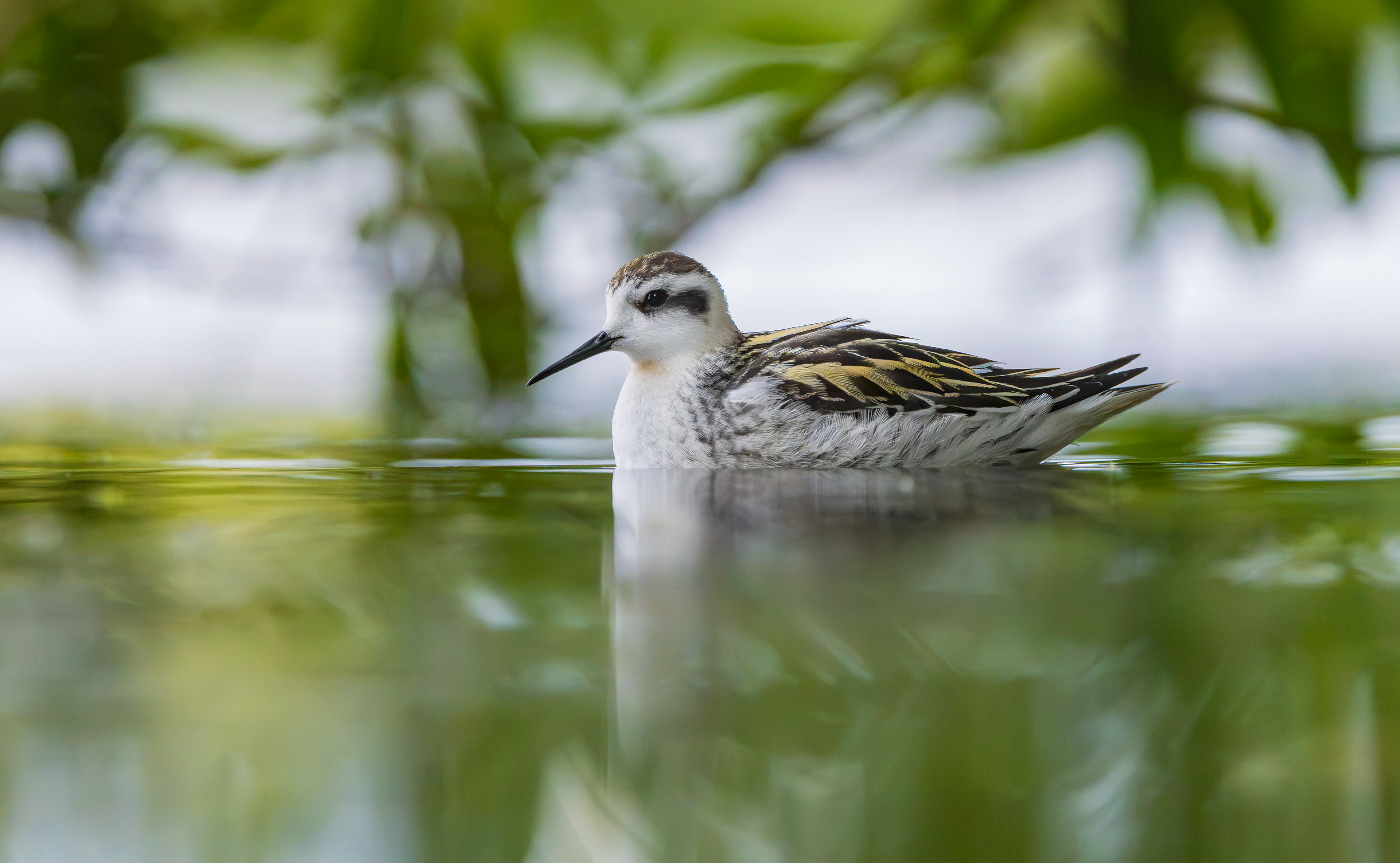 Red-necked Phalarope, Kingsbury Water Park, Warwickshire