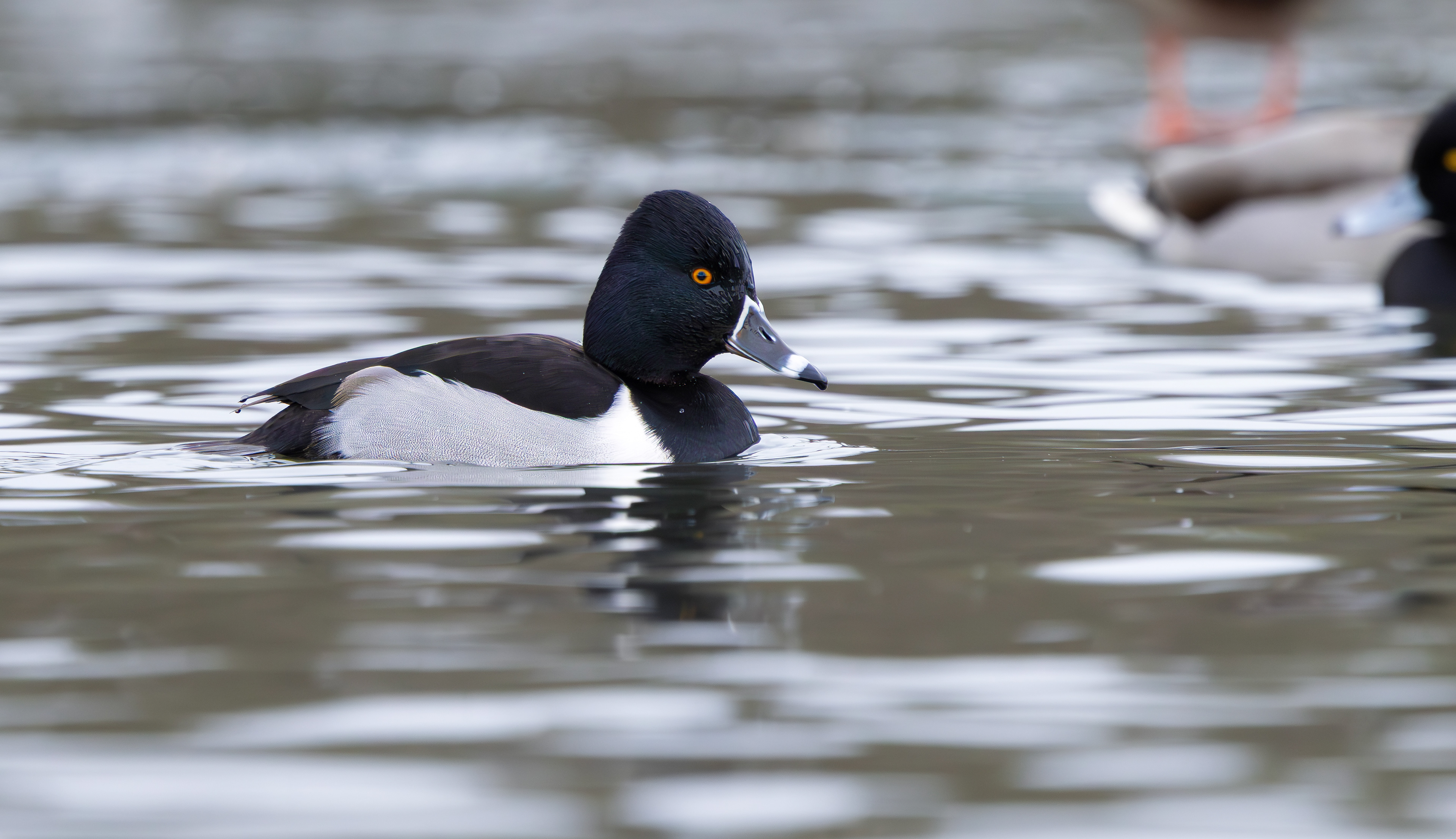 Ring-necked Duck, Straw's Bridge, Derbyshire