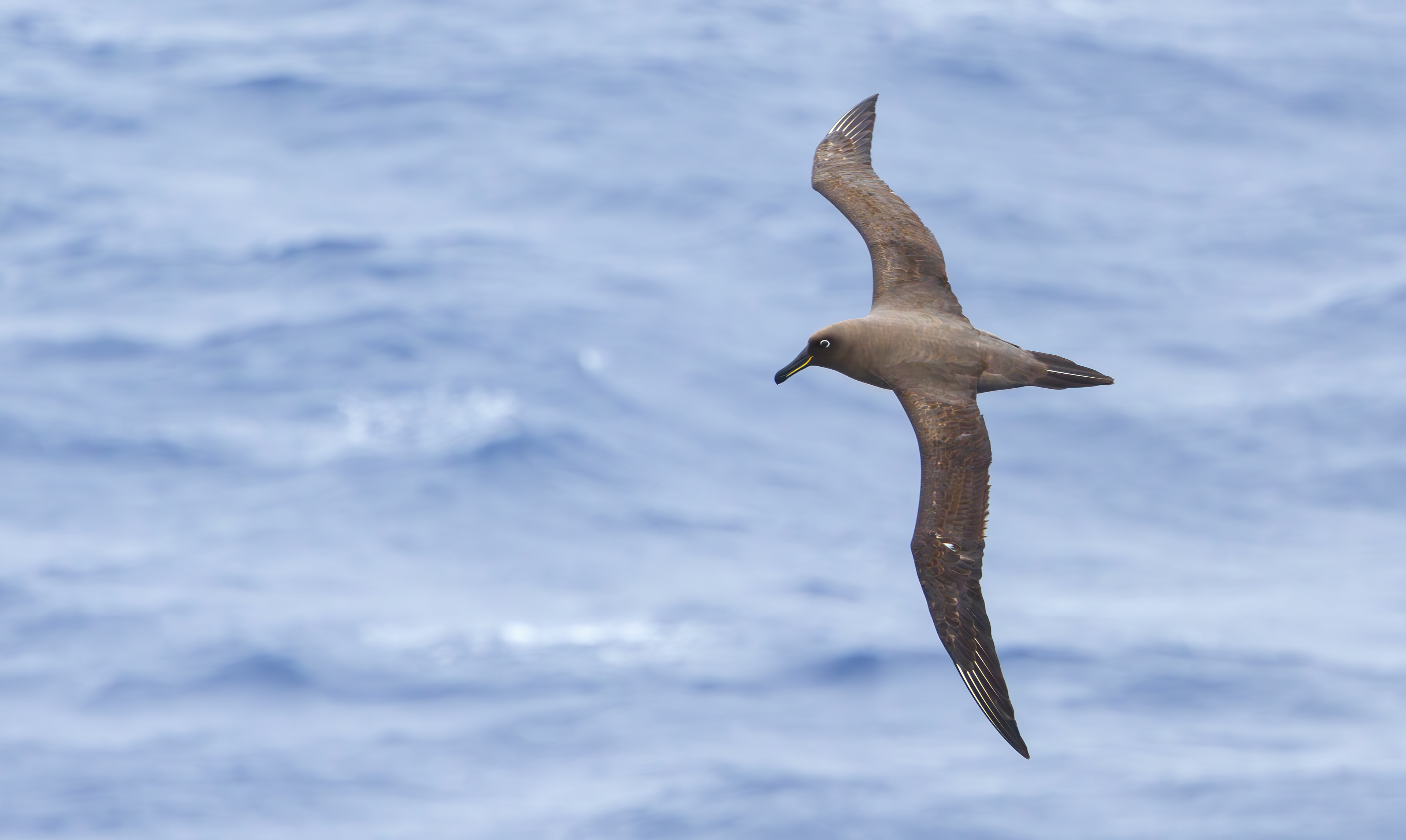 Sooty Albatross
