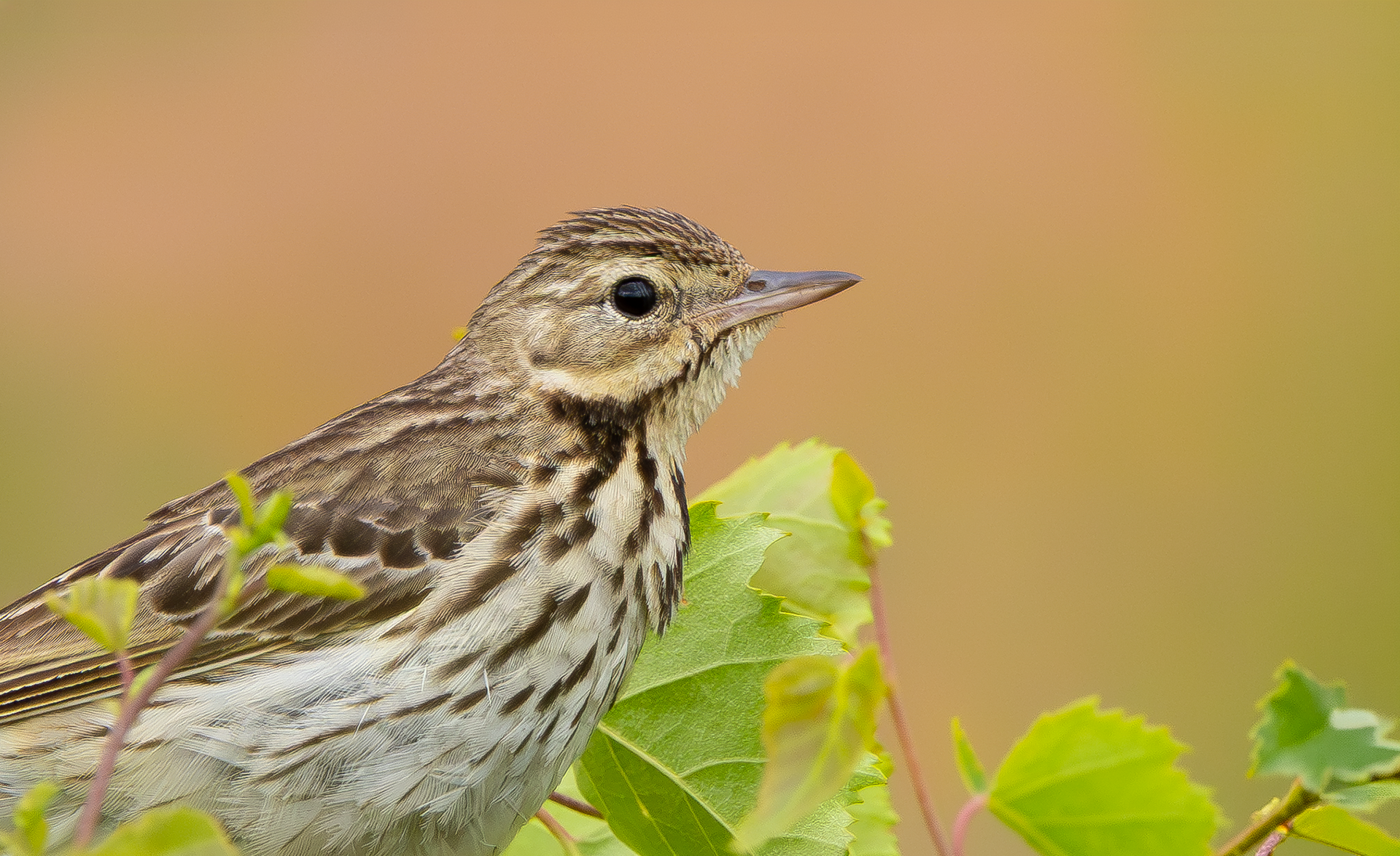 Tree Pipit, Nottinghamshire