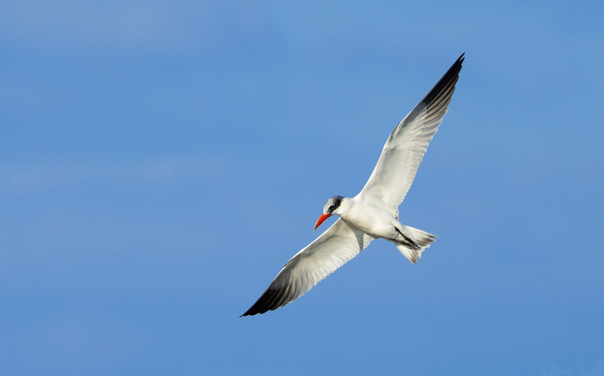 Caspian Tern, Holme Pierrepont, Nottinghamshire