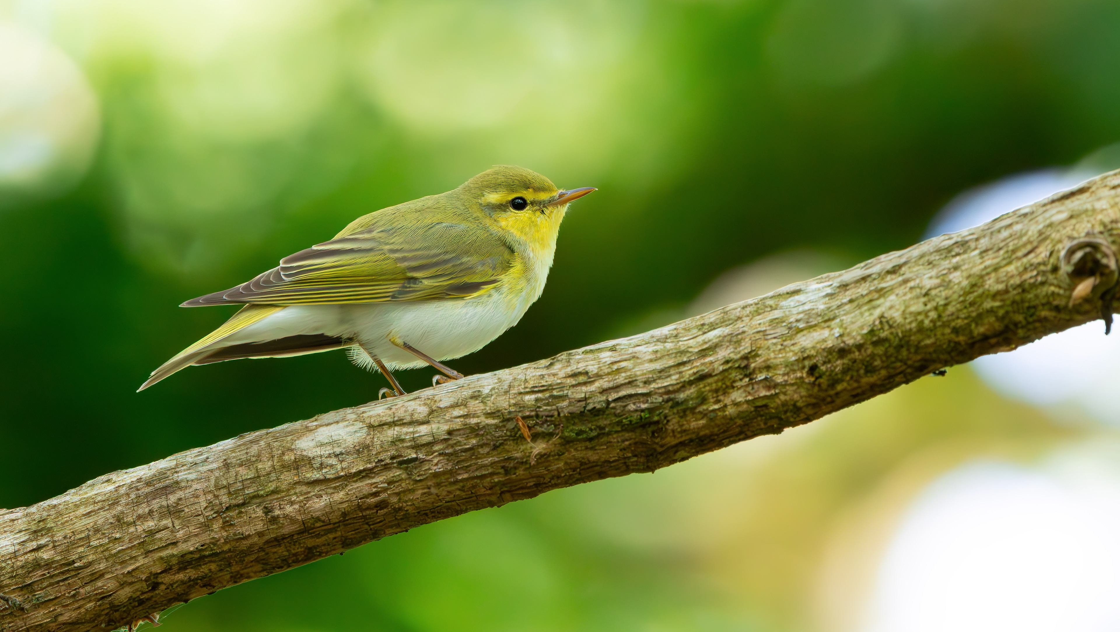Wood Warbler, Peak District