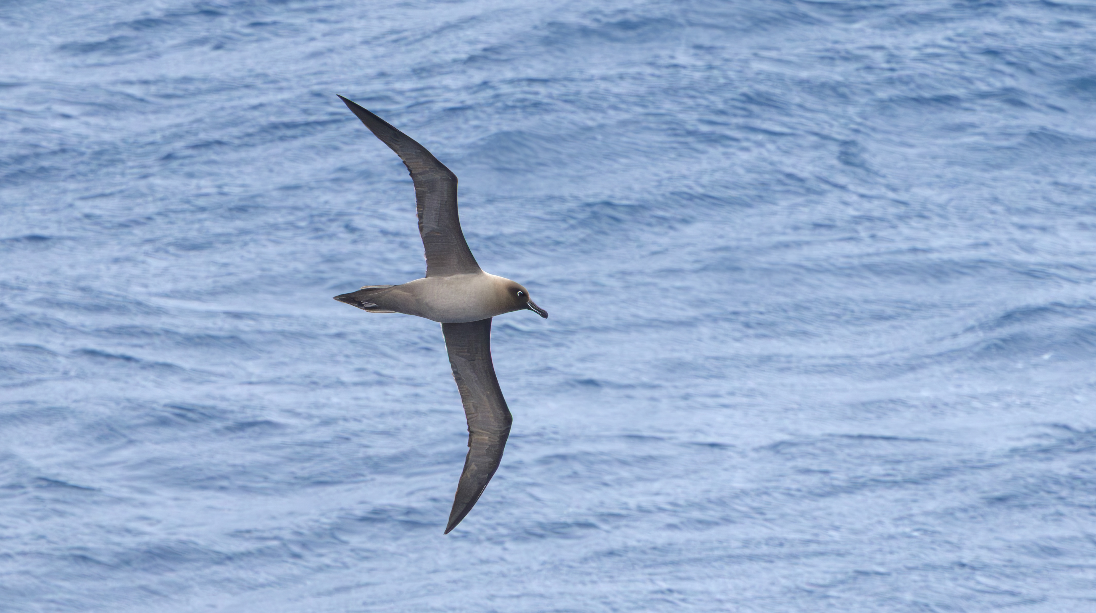 Light-mantled Albatross