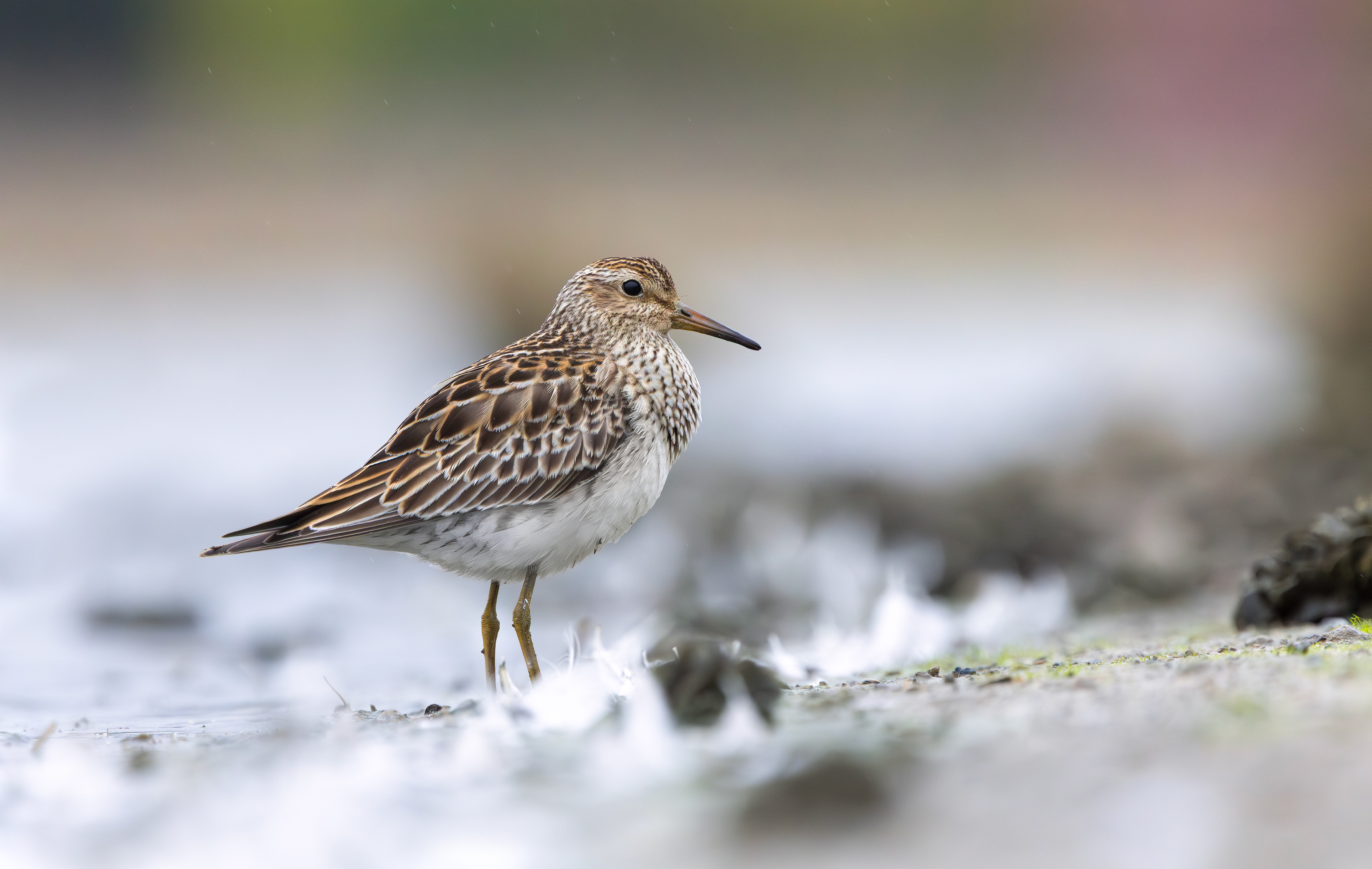 Pectoral Sandpiper, Hollowell Reservoir, Northamptonshire