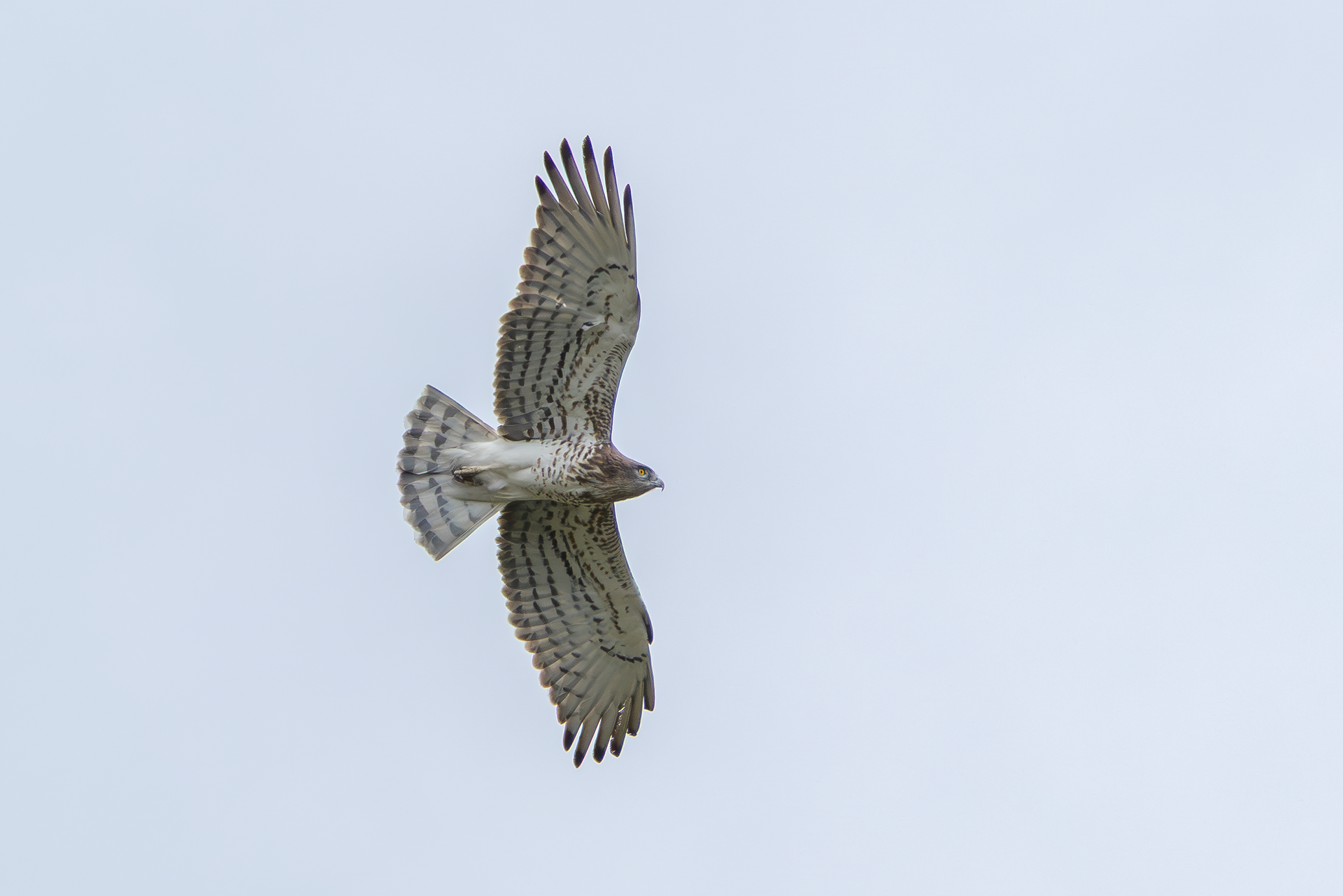 Short-toed Snake Eagle