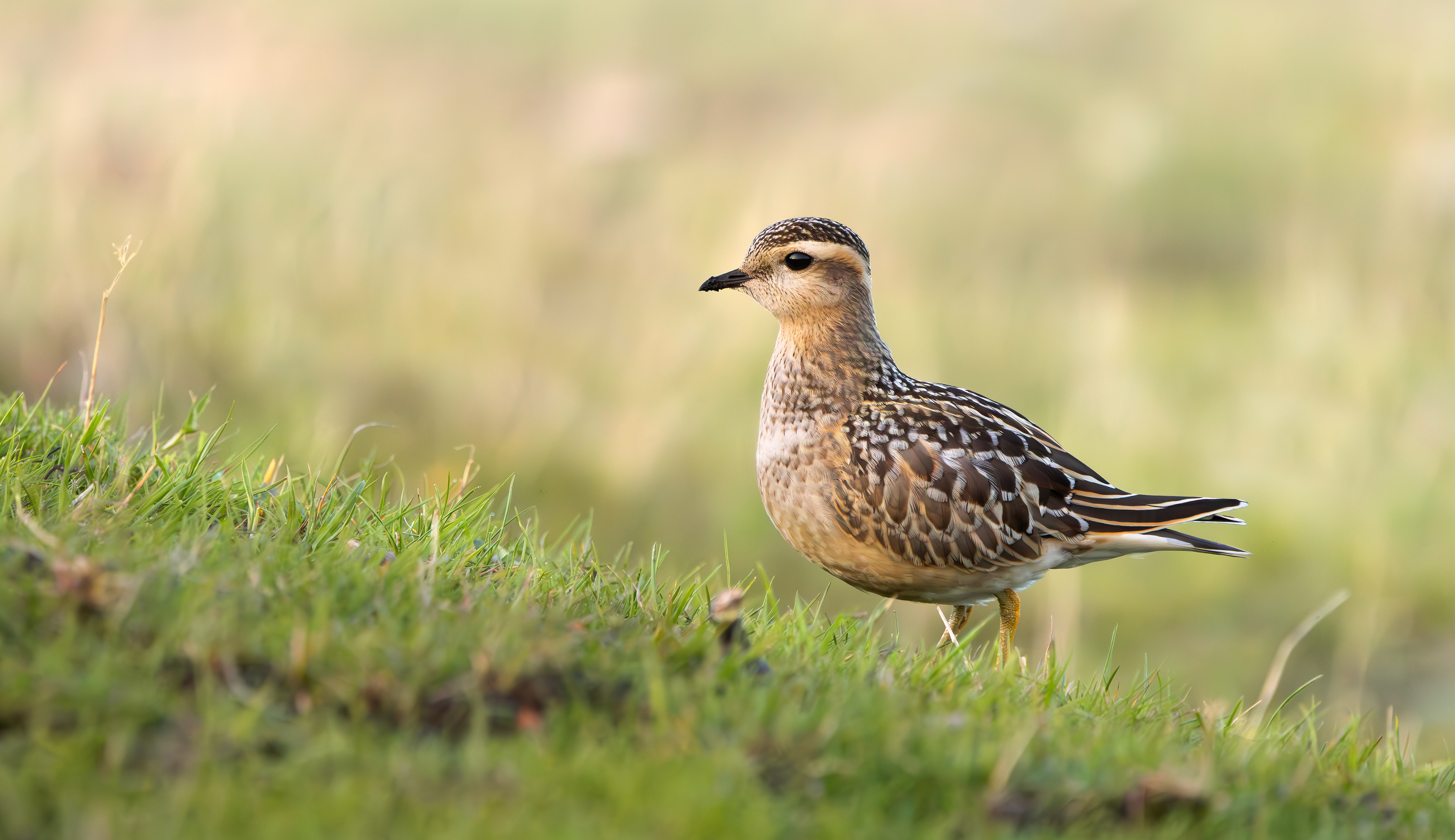 Eurasian Dotterel, Burbage Moor, South Yorkshire