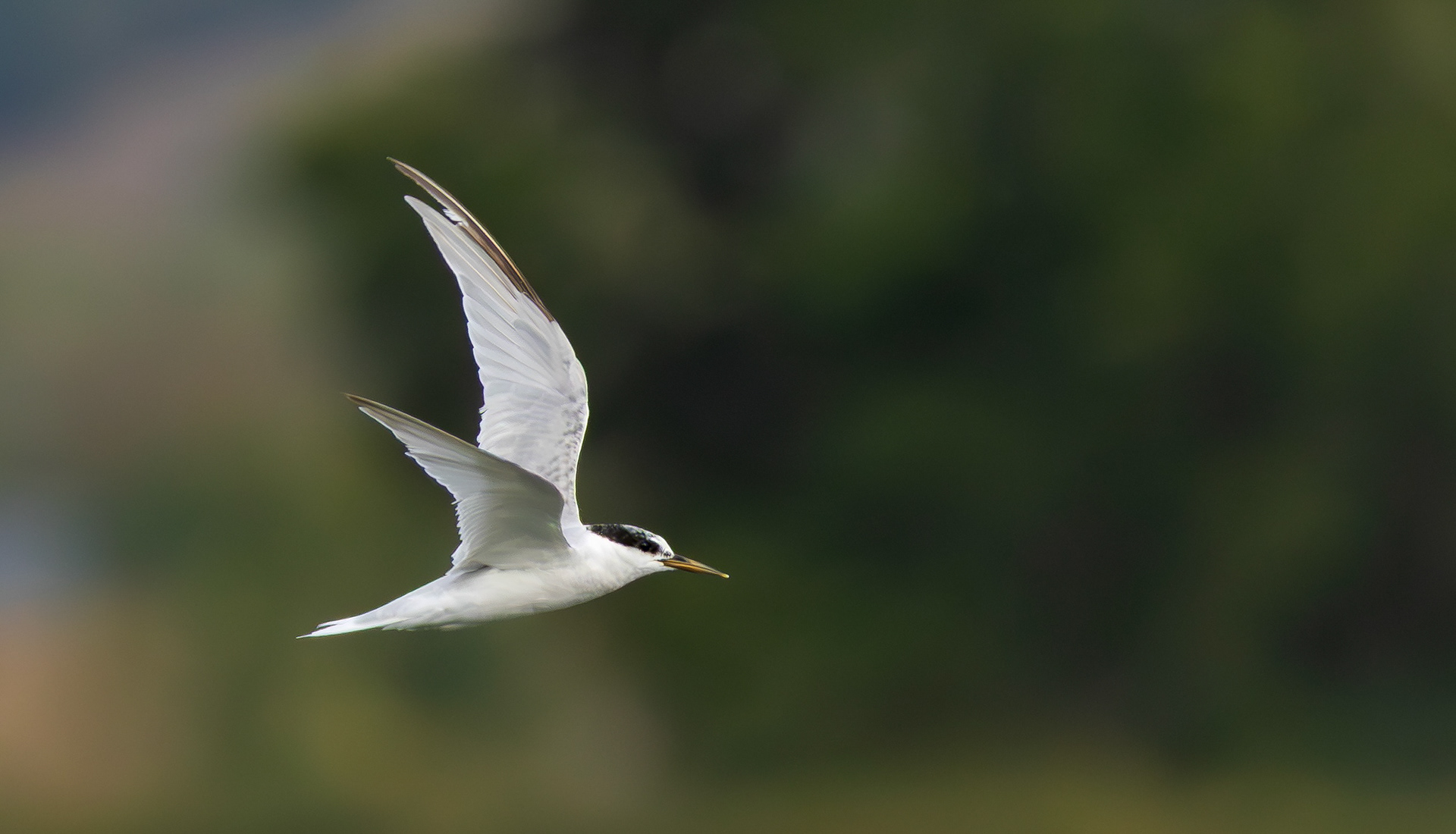 Little Tern, Holme Pierrepont, Nottinghamshire