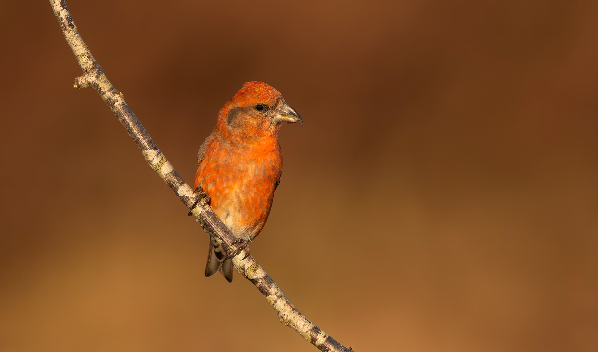 Common Crossbill, Nottinghamshire