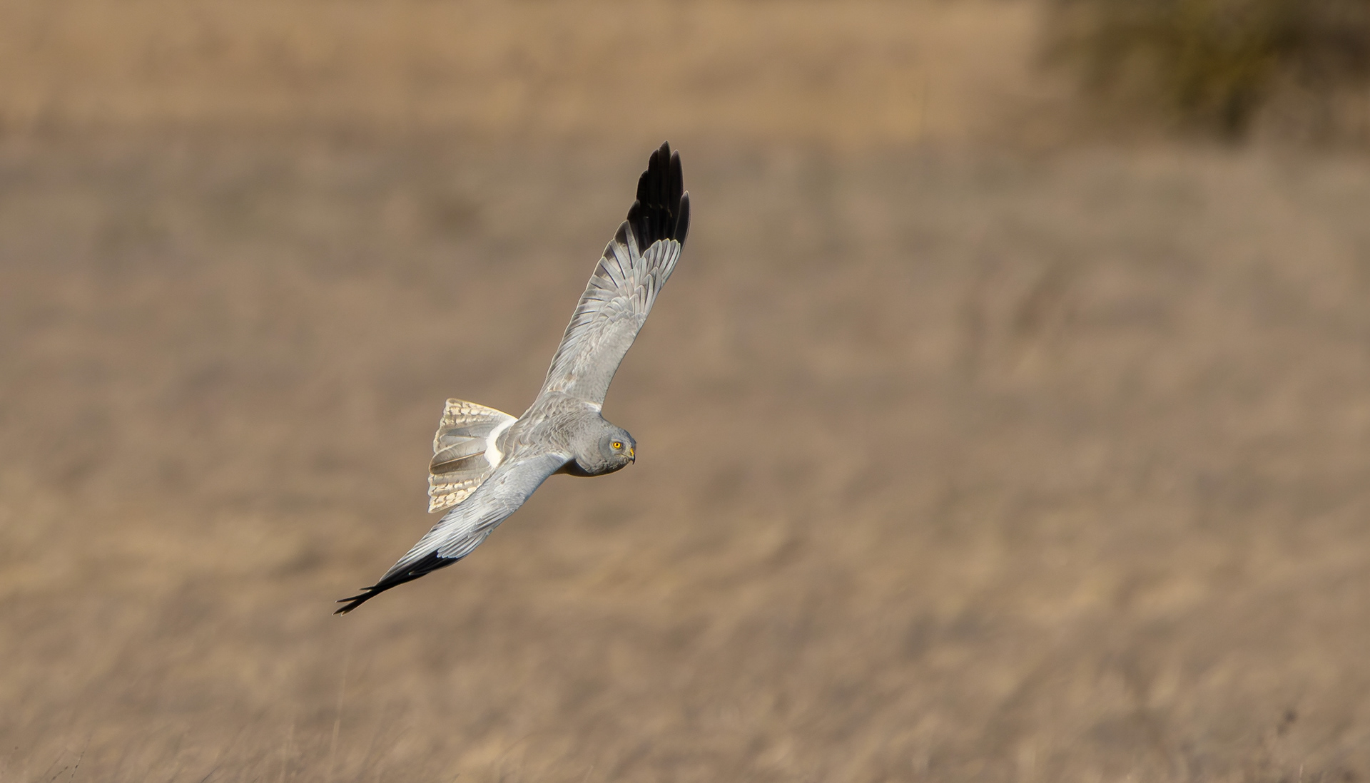 Hen Harrier, Lincolnshire