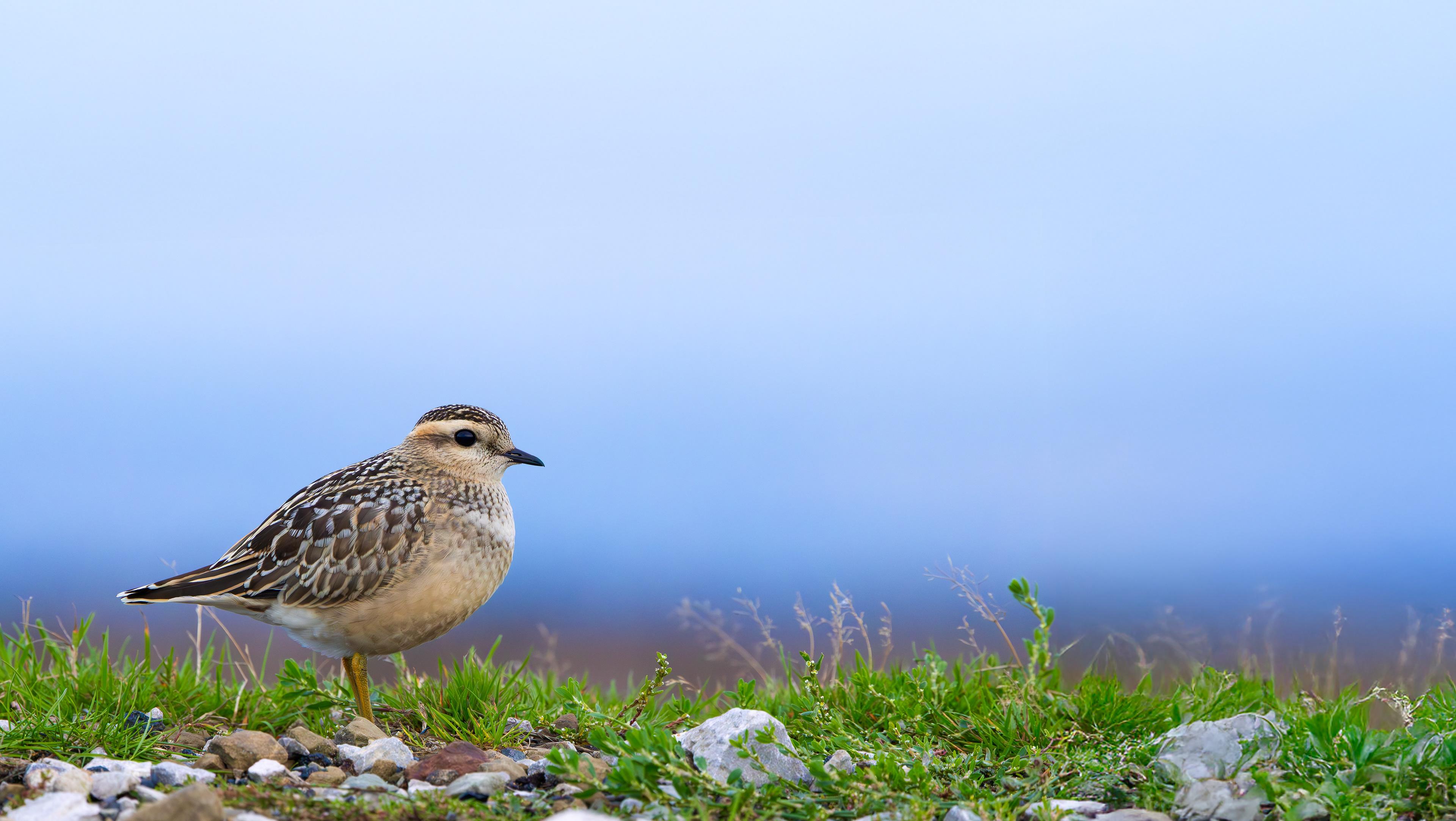 Eurasian Dotterel, Burbage Moor, South Yorkshire