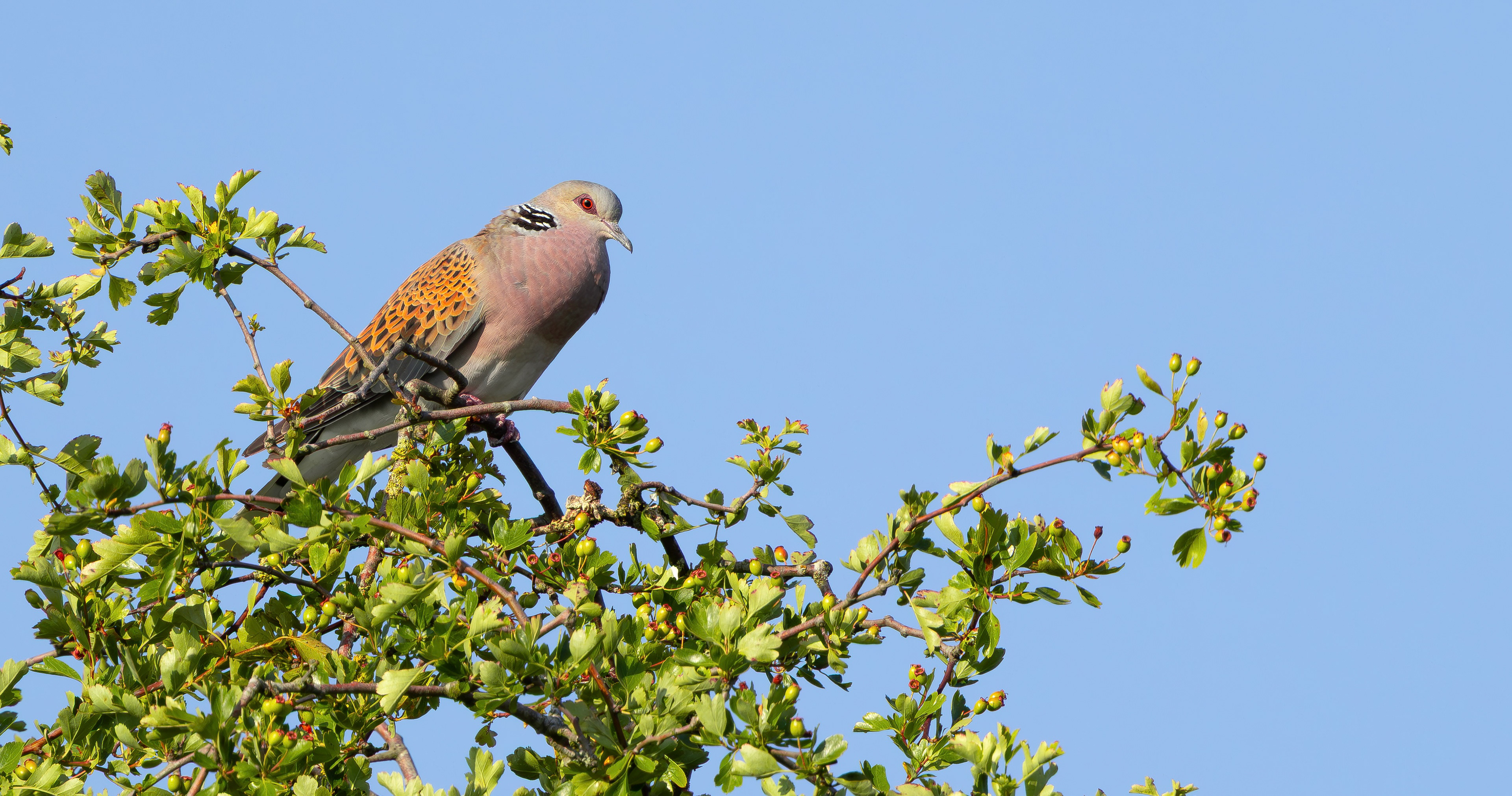 European Turtle Dove, Bedfordshire