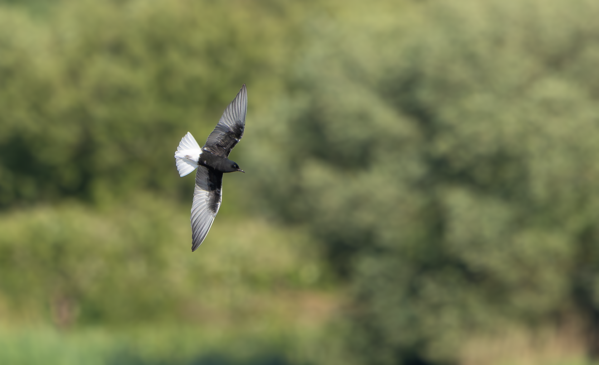 White-winged Black Tern, Holme Pierrepont, NottinghamshireWhite-winged Black Tern, Holme Pierrepont, Nottinghamshire