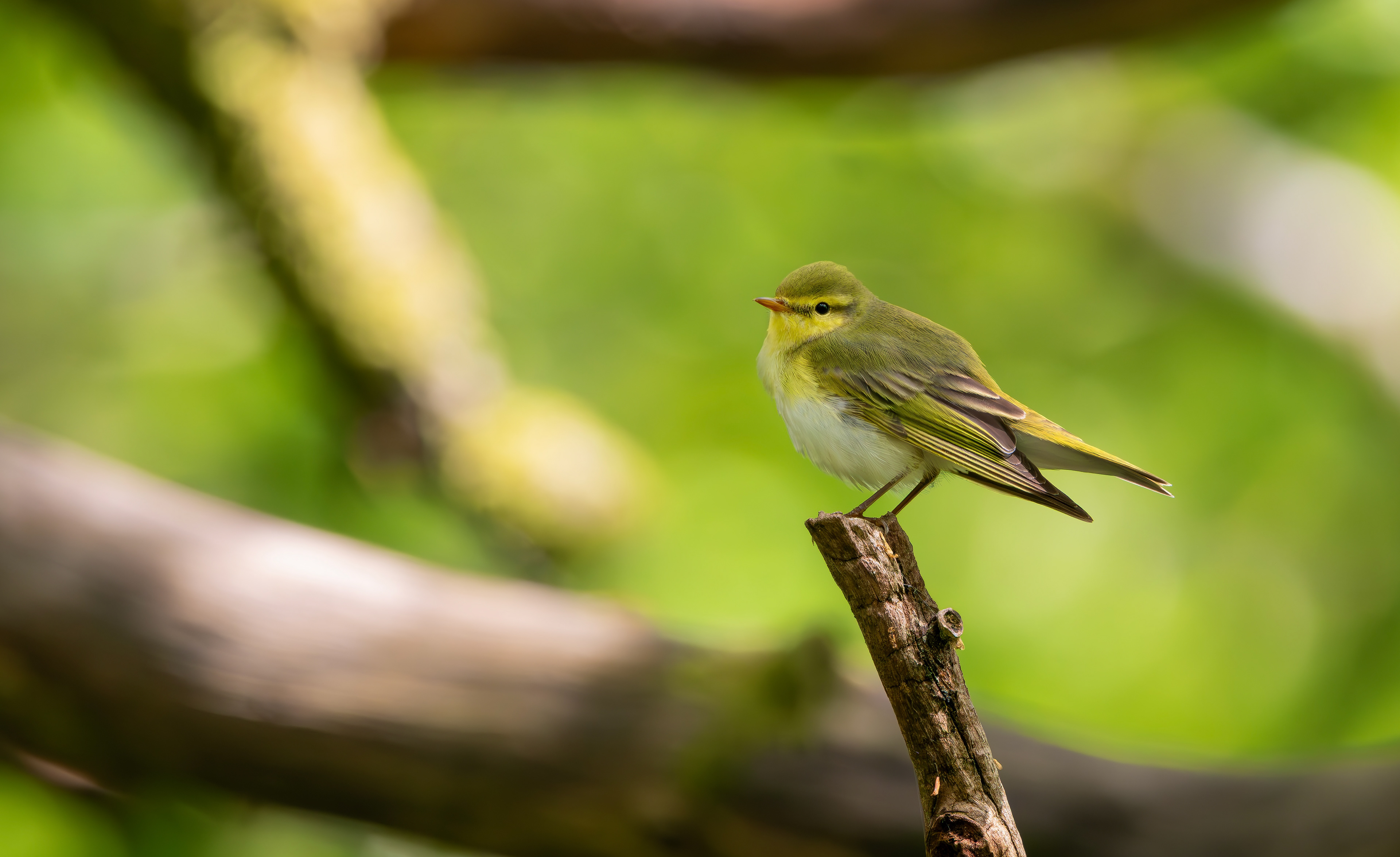 Wood Warbler, Peak District