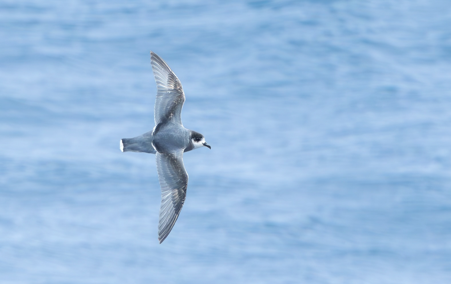 Blue Petrel