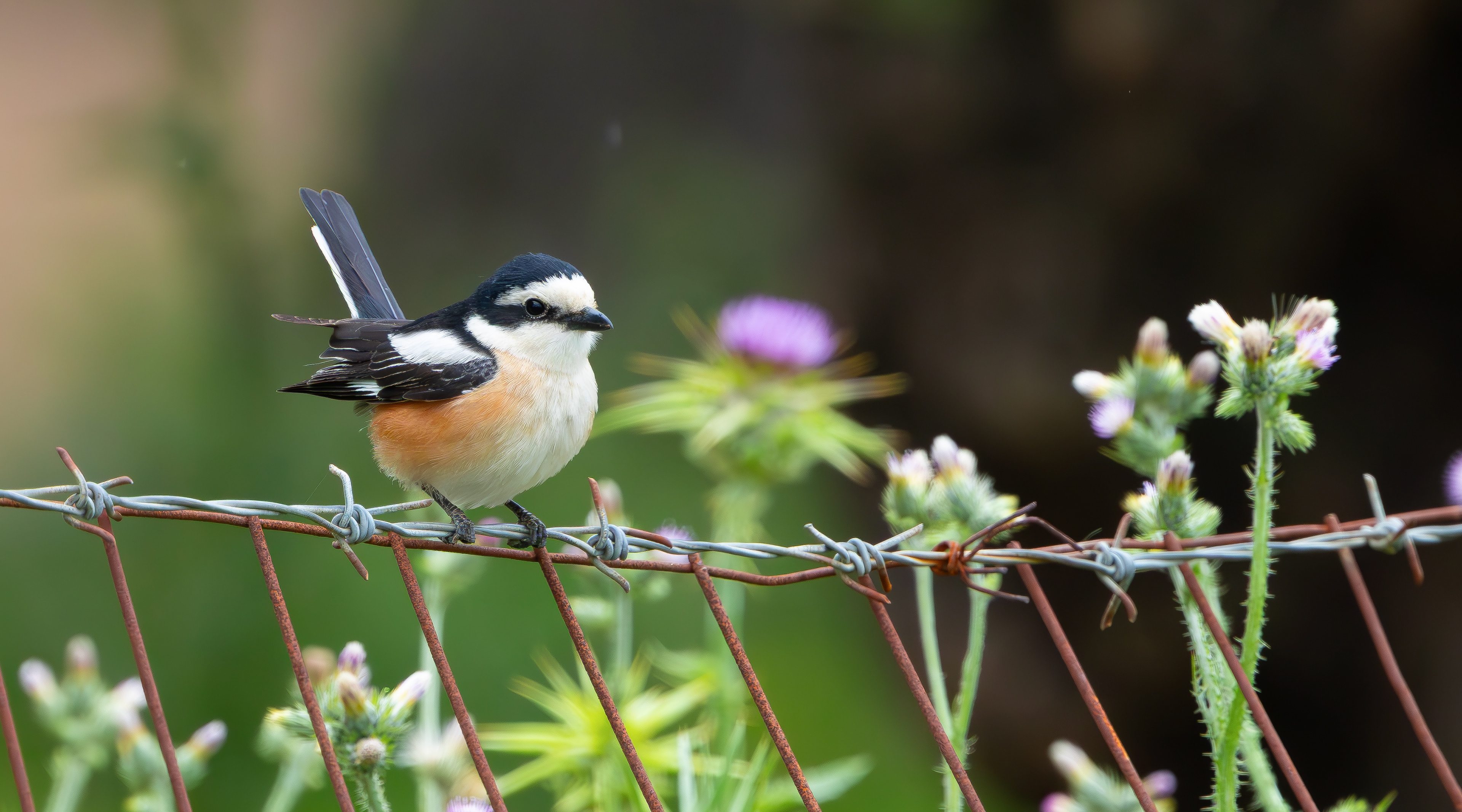 Masked Shrike
