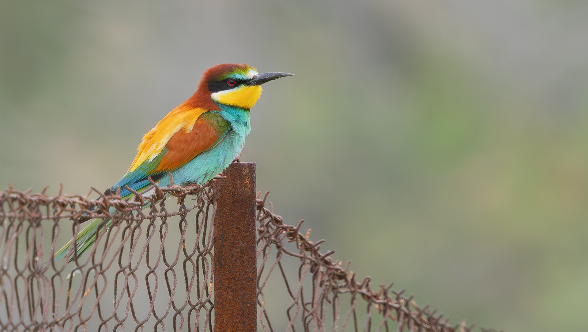 European Bee-eater