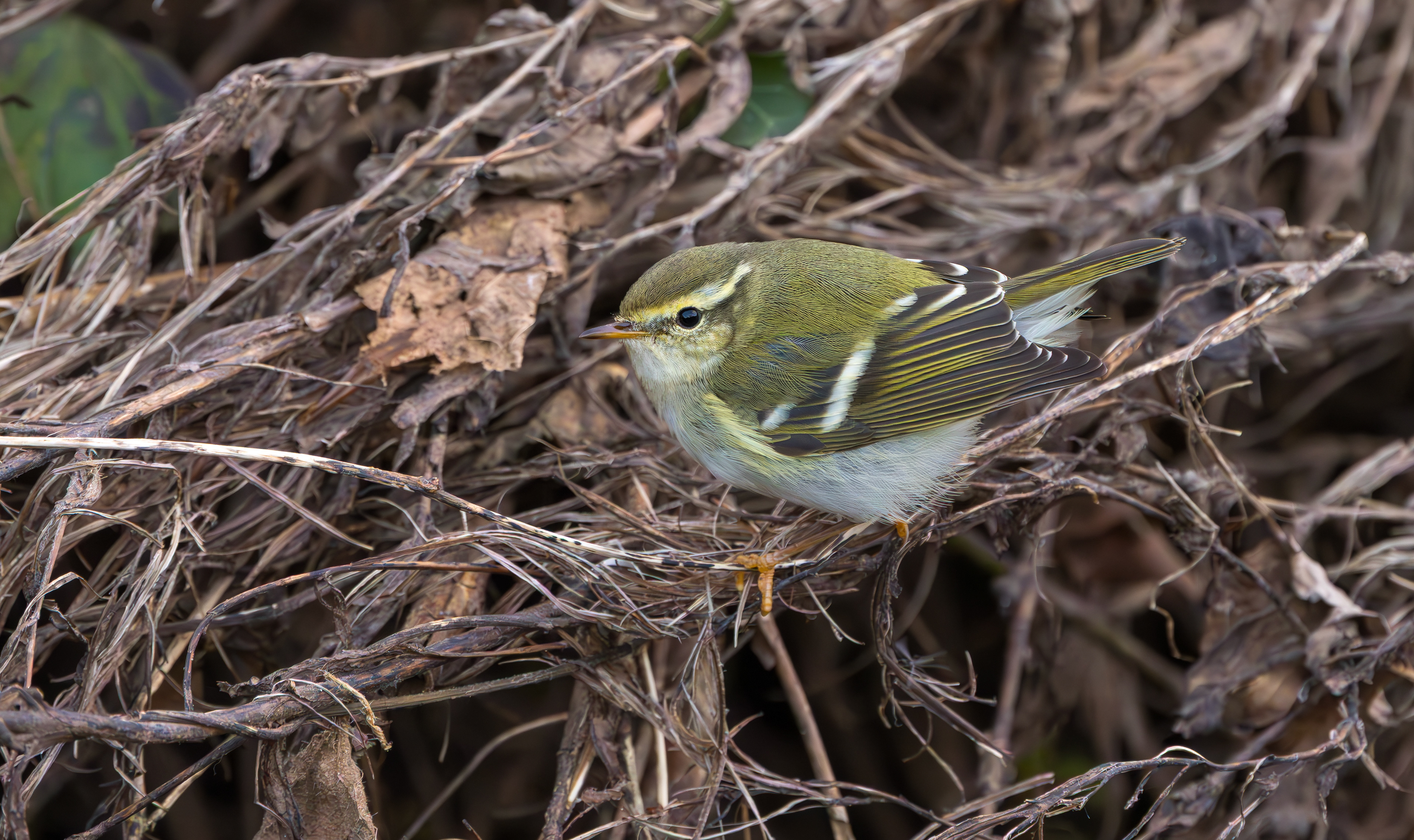 Yellow-browed Warbler, Hurley, Warwickshire