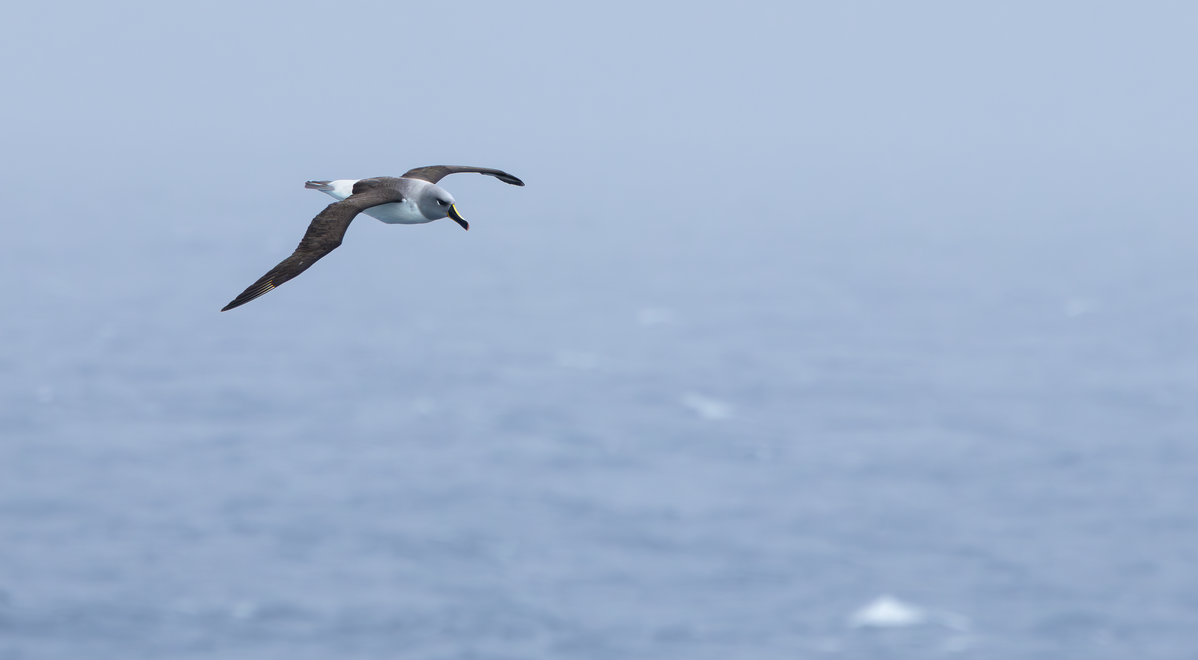 Grey-headed Albatross