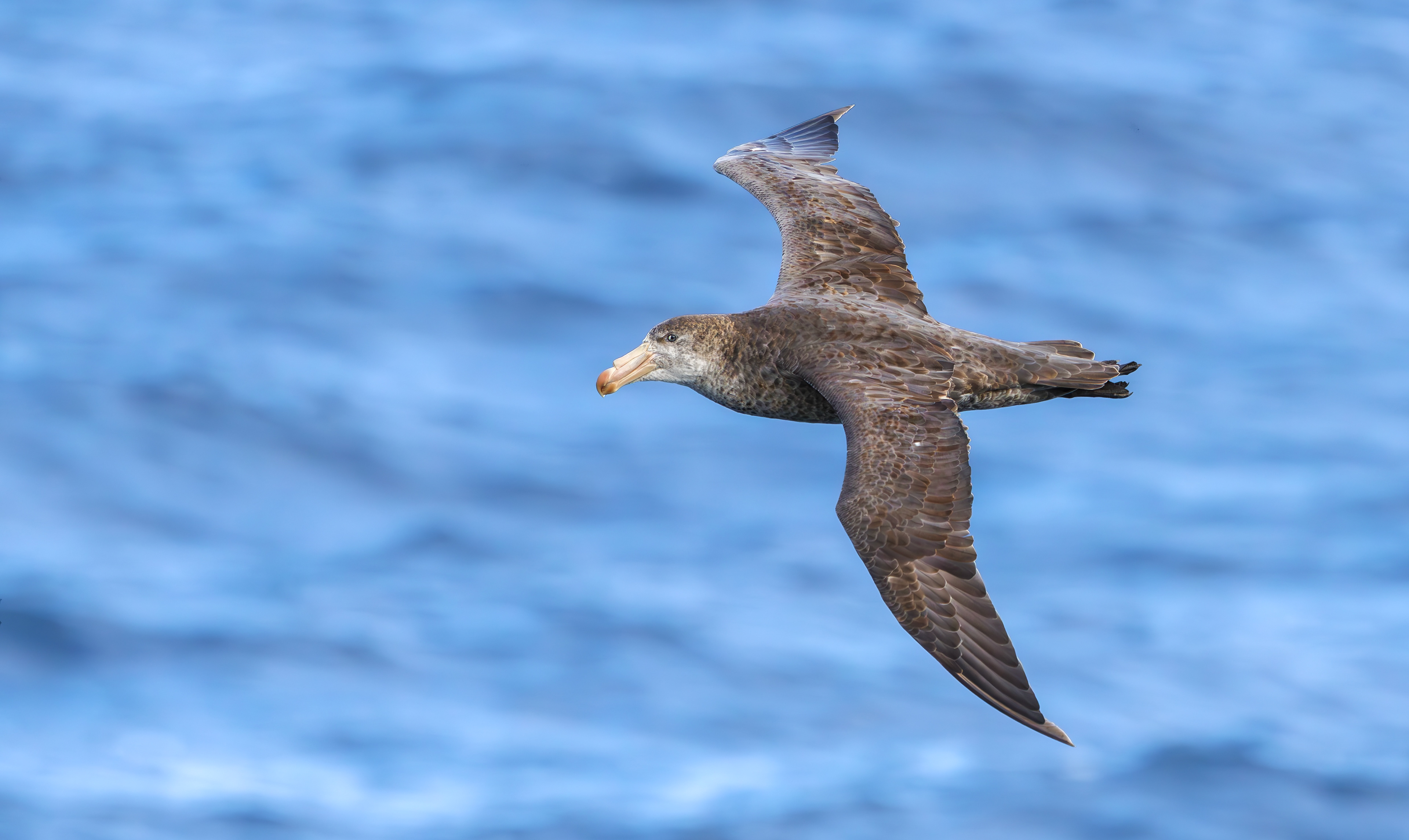 Northern Giant Petrel, Marion Island