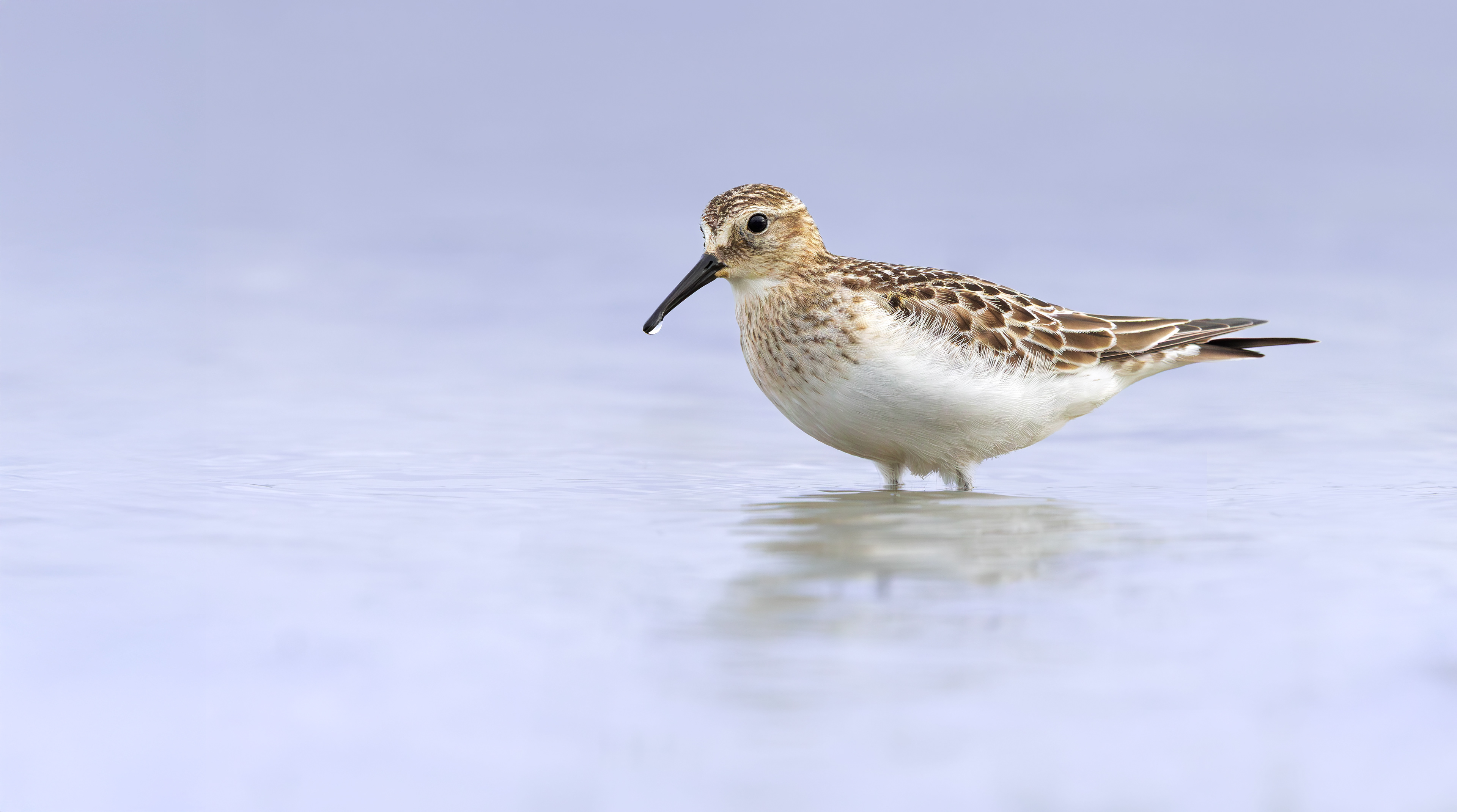 Baird's Sandpiper, Rutland Water, Leicestershire & Rutland