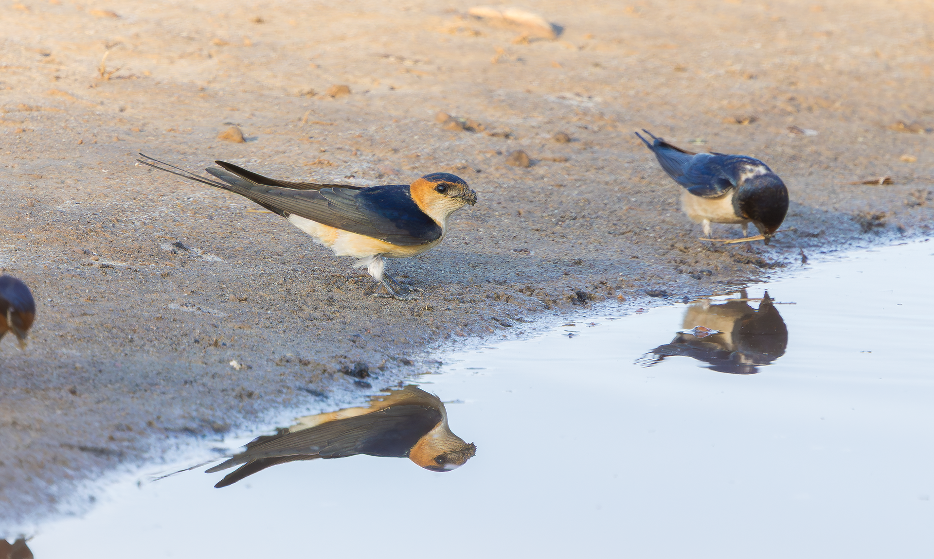 European Red-rumped Swallow