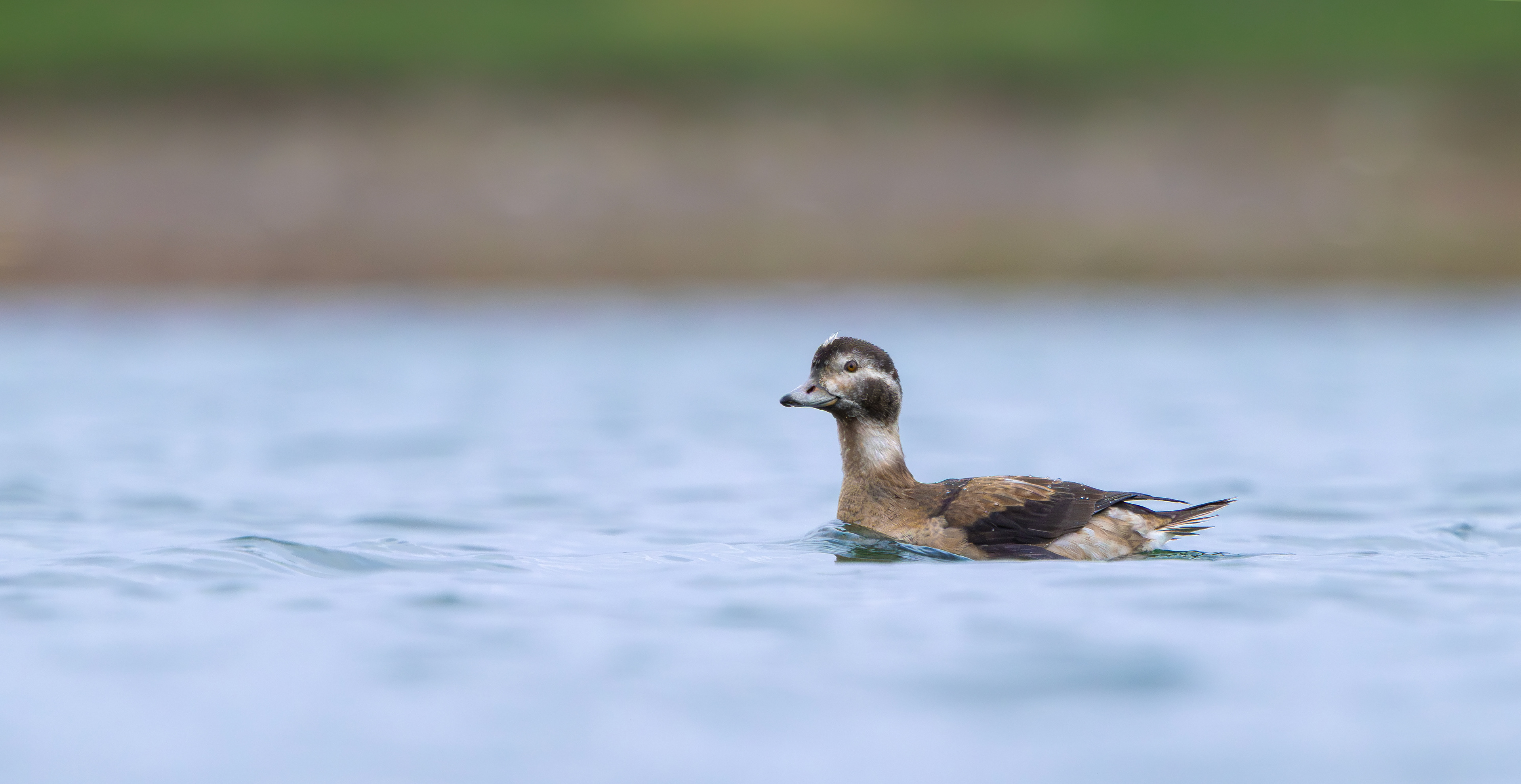 Long-tailed Duck, Kilvington Lakes, Nottinghamshire