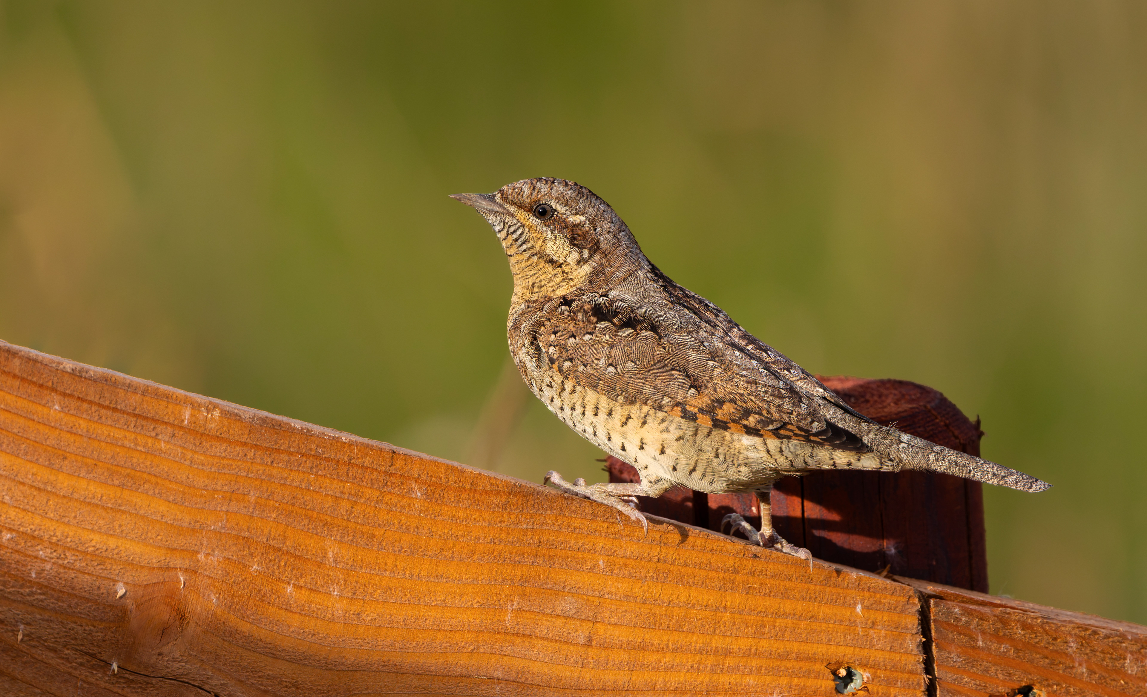 Wryneck, Freiston Shore RSPB, Lincolnshire